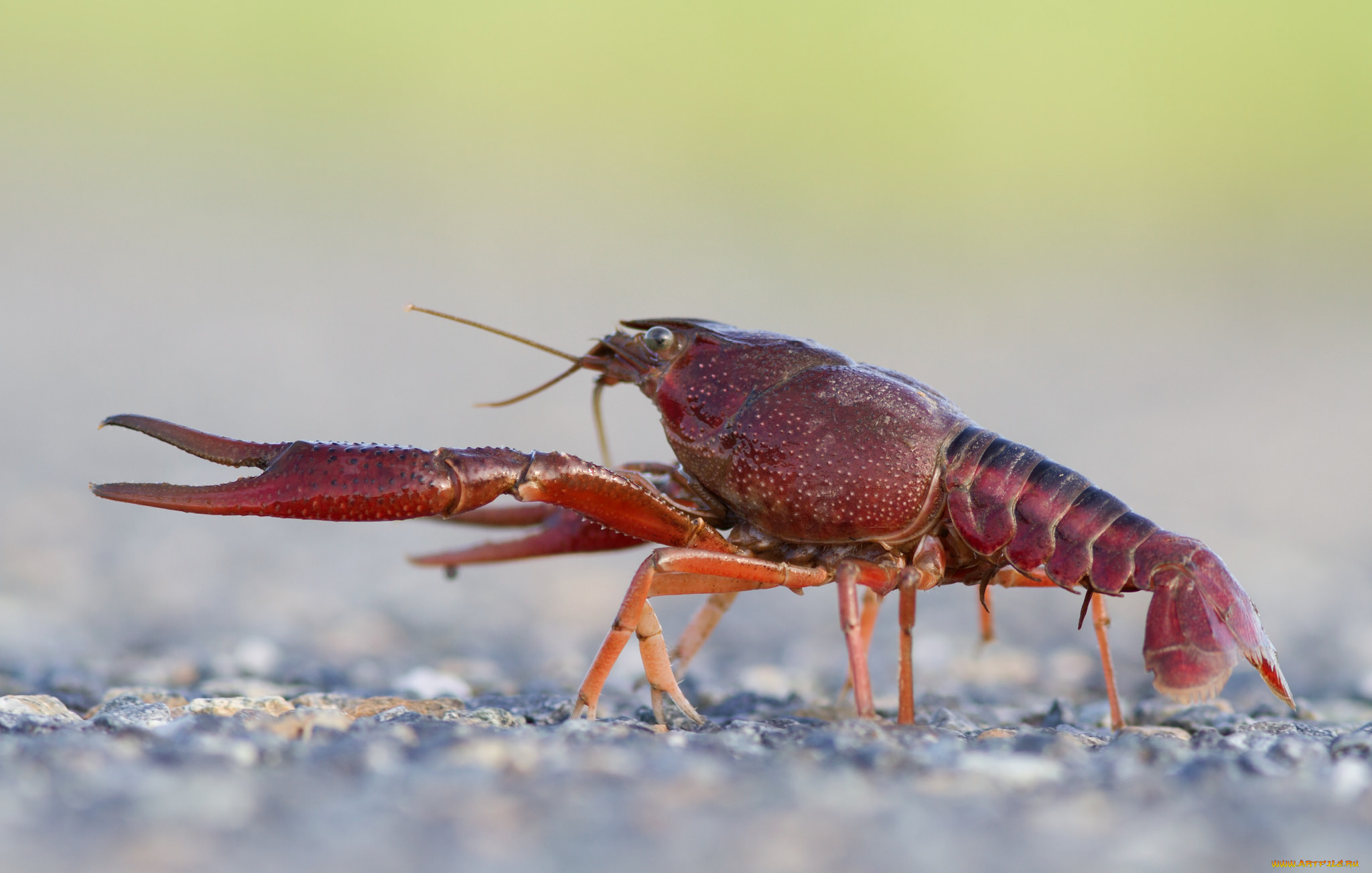 животные, крабы, , раки, рак