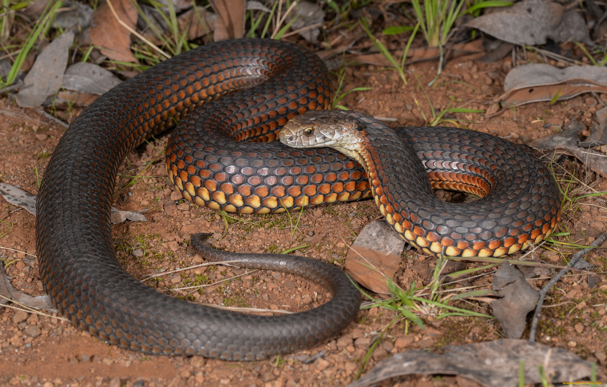 highland, copperhead, животные, змеи, , питоны, , кобры, змея