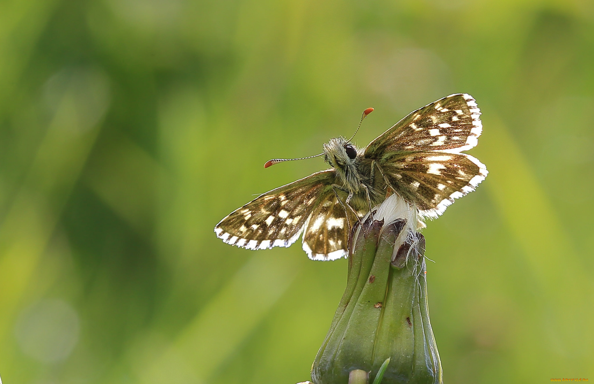 животные, бабочки, , мотыльки, , моли, бабочка