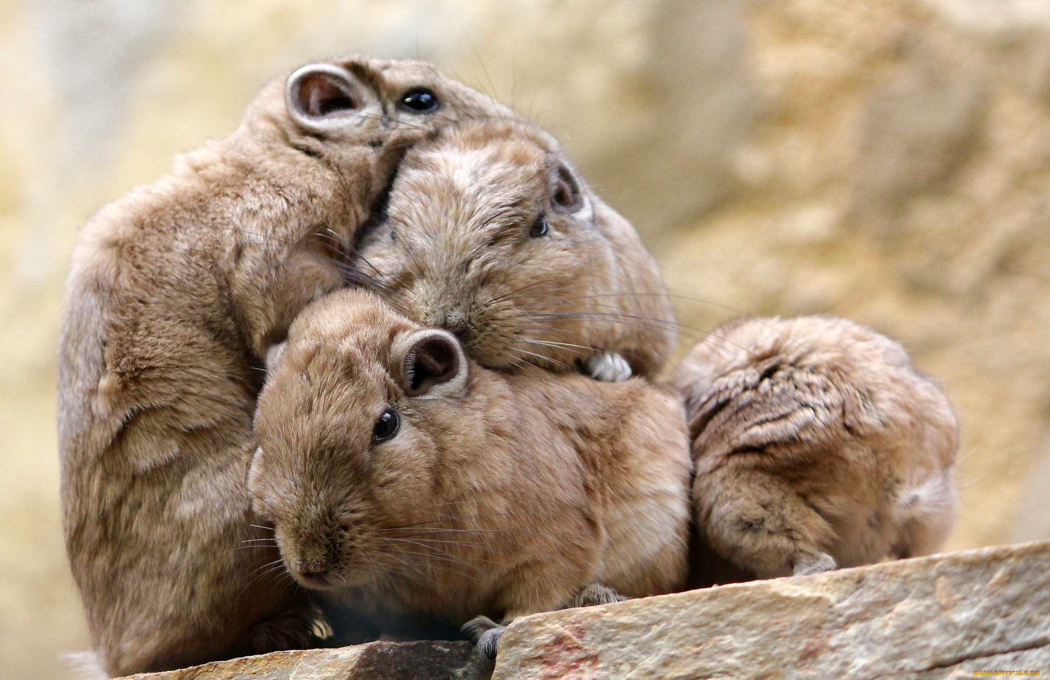 животные, крысы, , мыши, зверьки