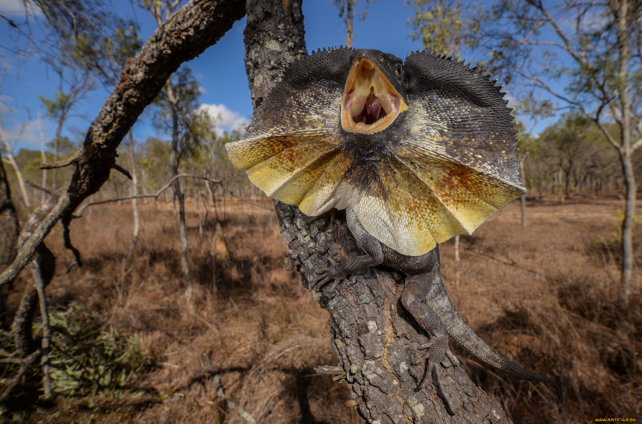 frilled-neck, lizard, животные, Ящерицы, , игуаны, , вараны, ящерица