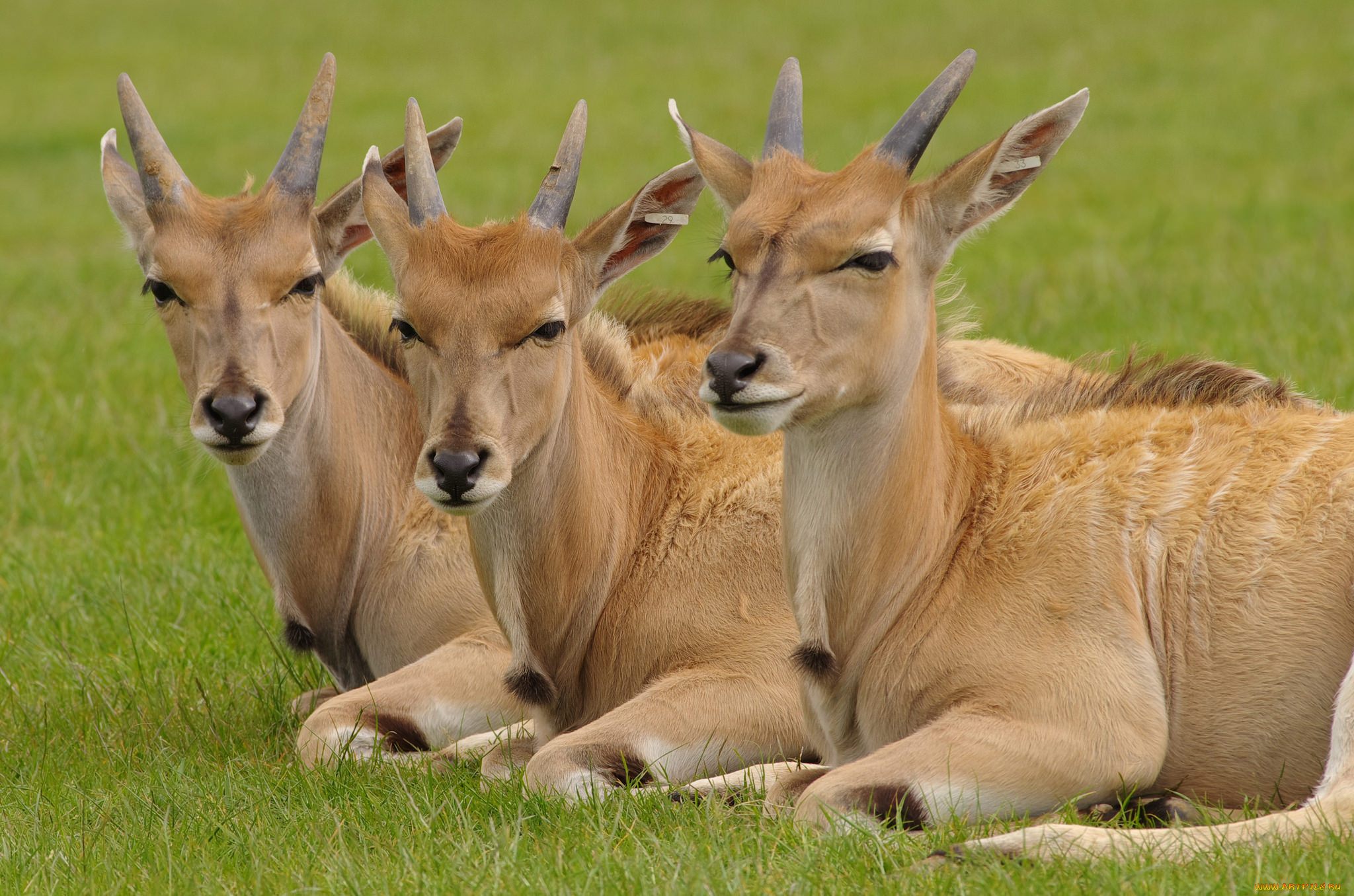 животные, антилопы