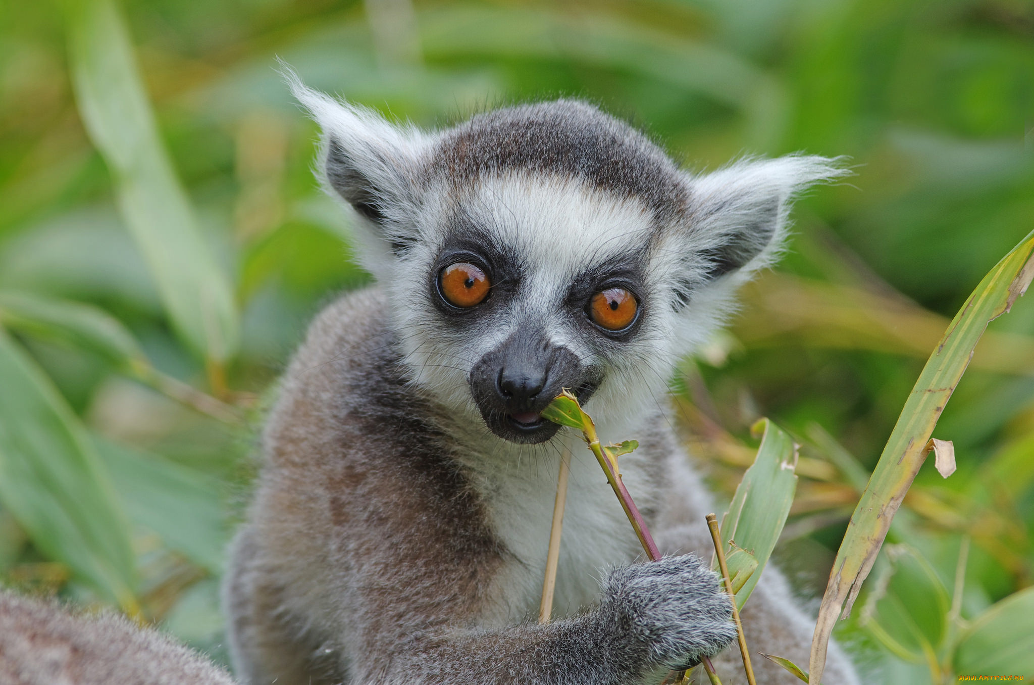 животные, лемуры, лемур