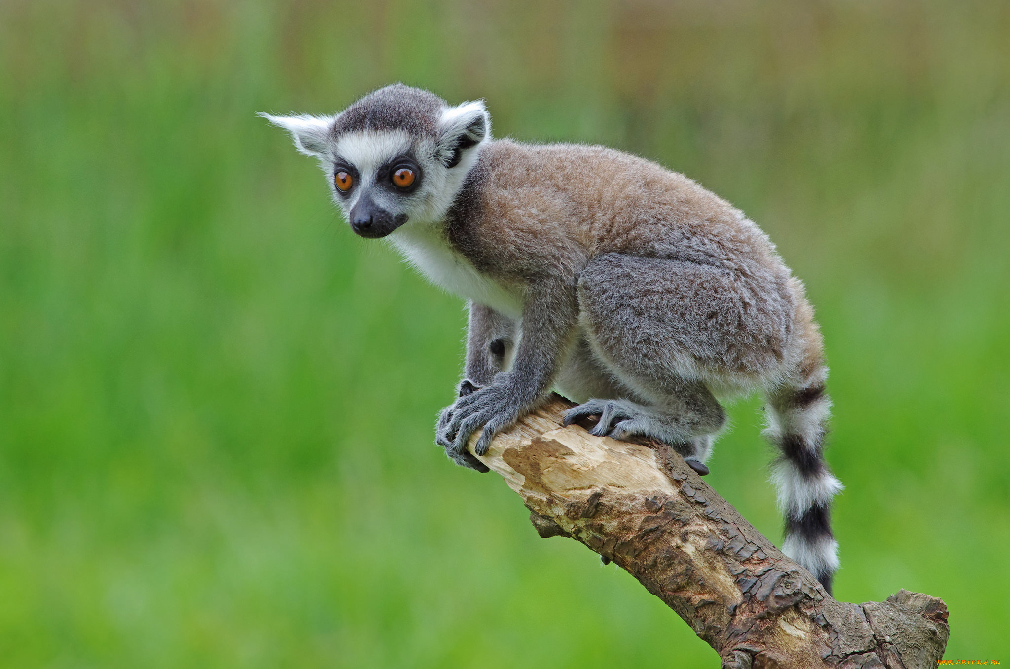 животные, лемуры, лемур