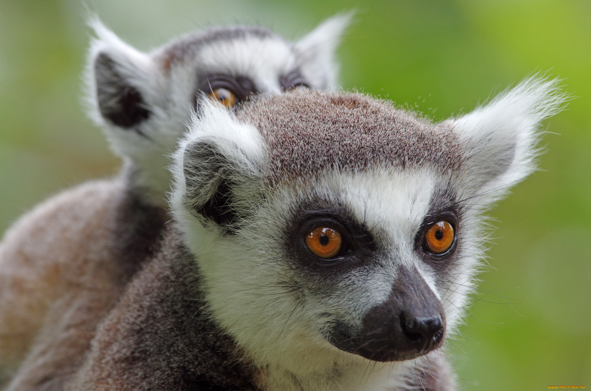 животные, лемуры, лемур