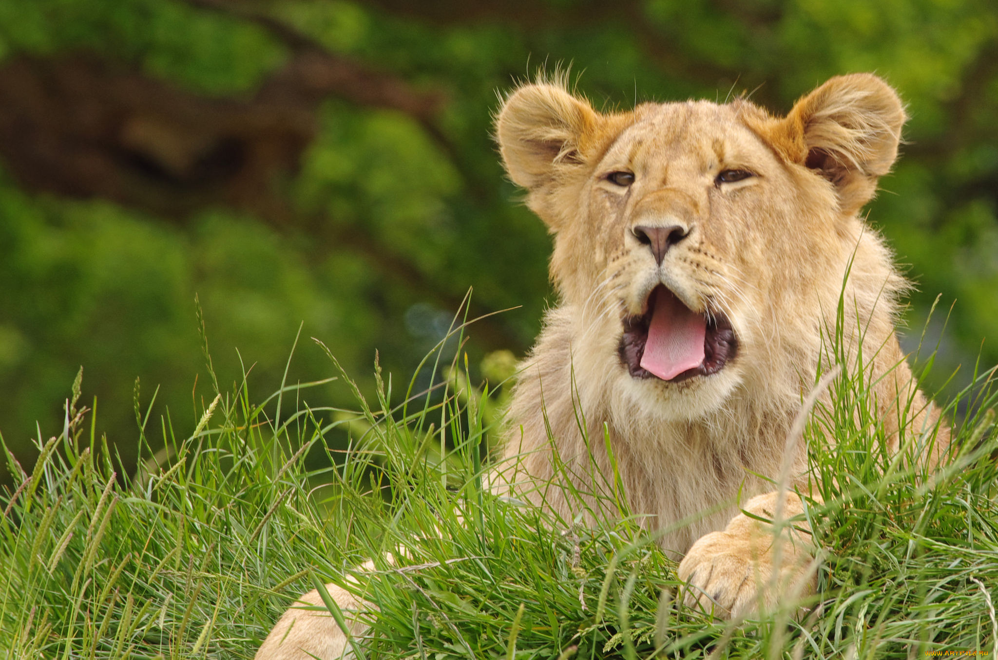 животные, львы, львица