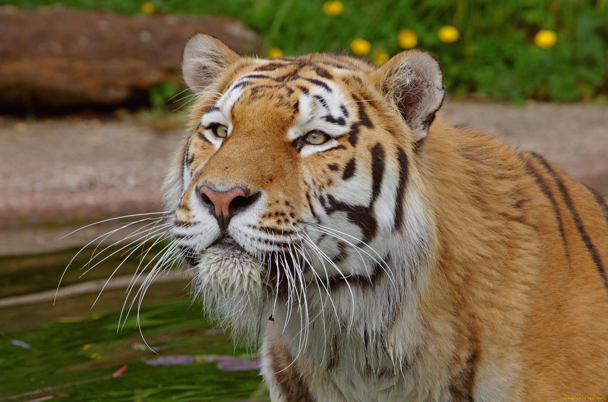 животные, тигры, тигр