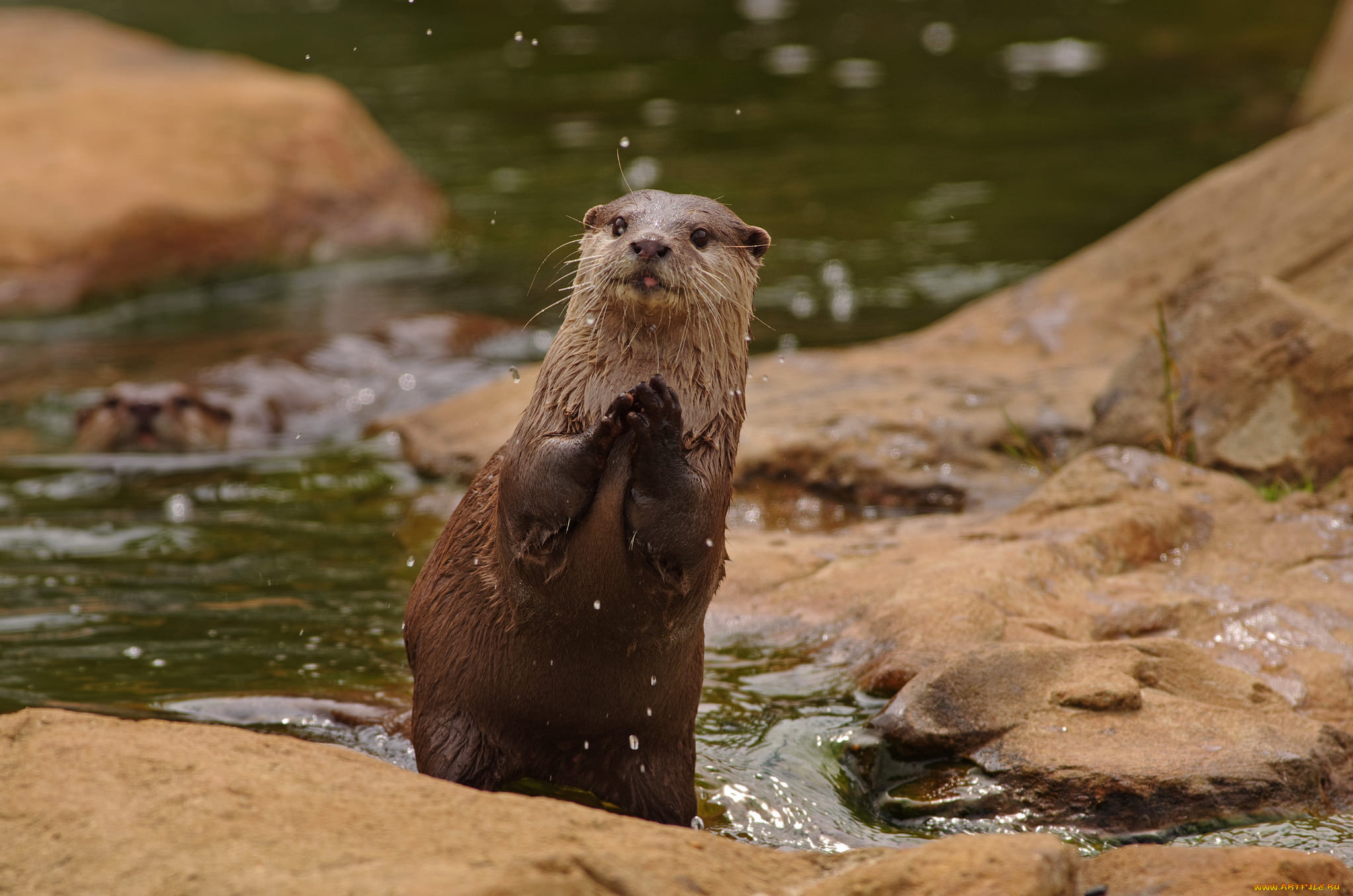животные, выдры, , каланы, , ондатры, выдра