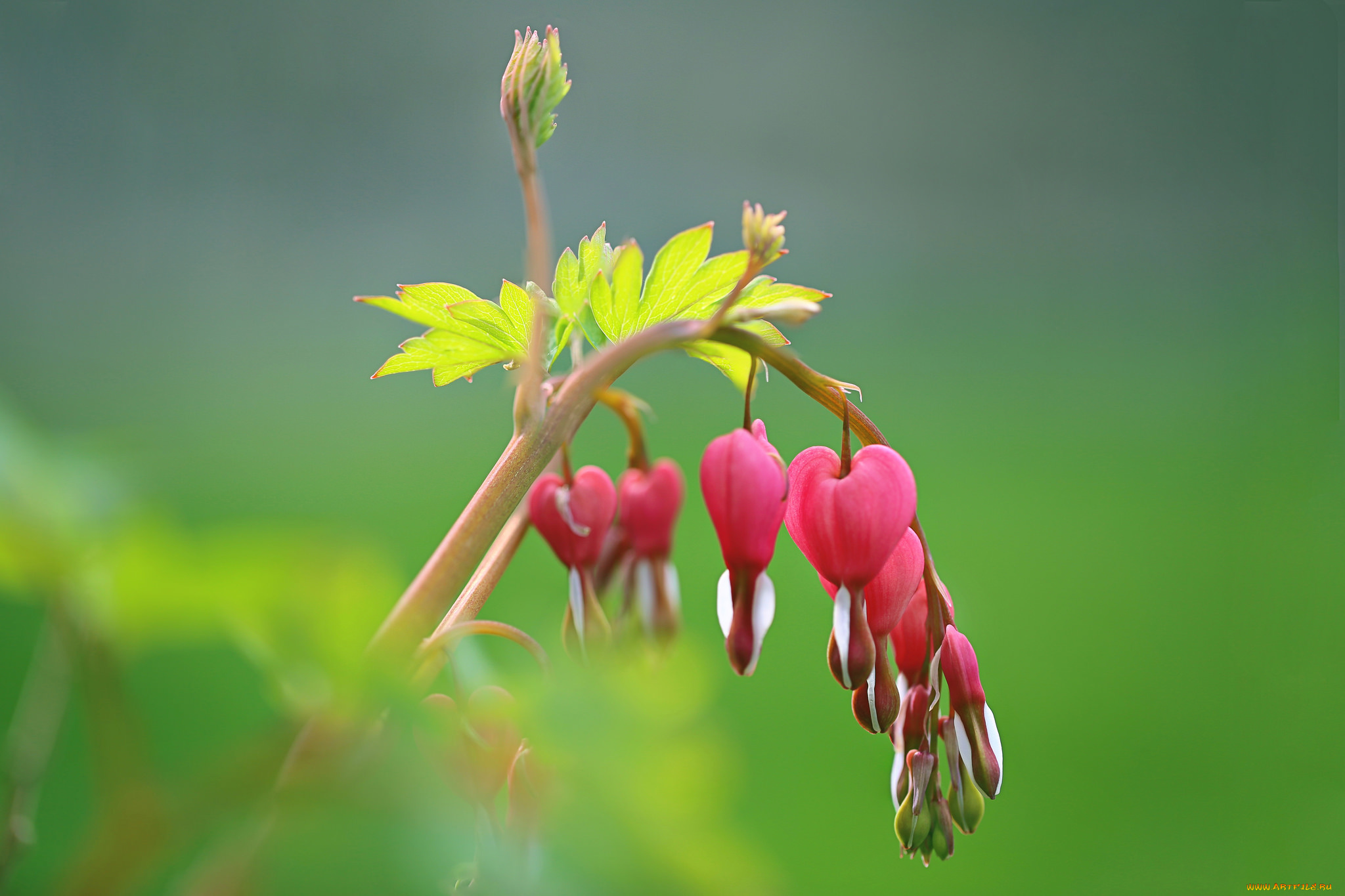 цветы, дицентра, , разбитое, сердце, разбитое, сердце, макро, боке, фон, веточка