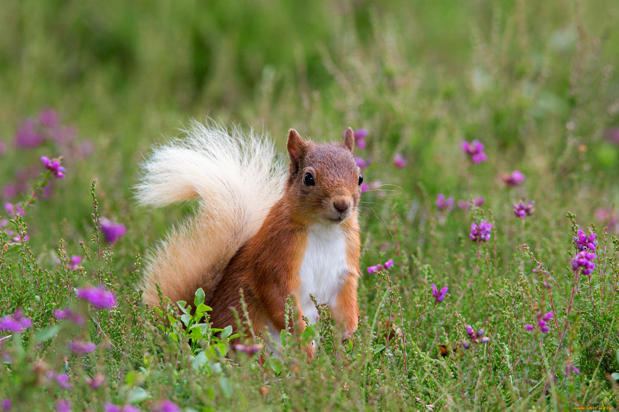 животные, белки, белка