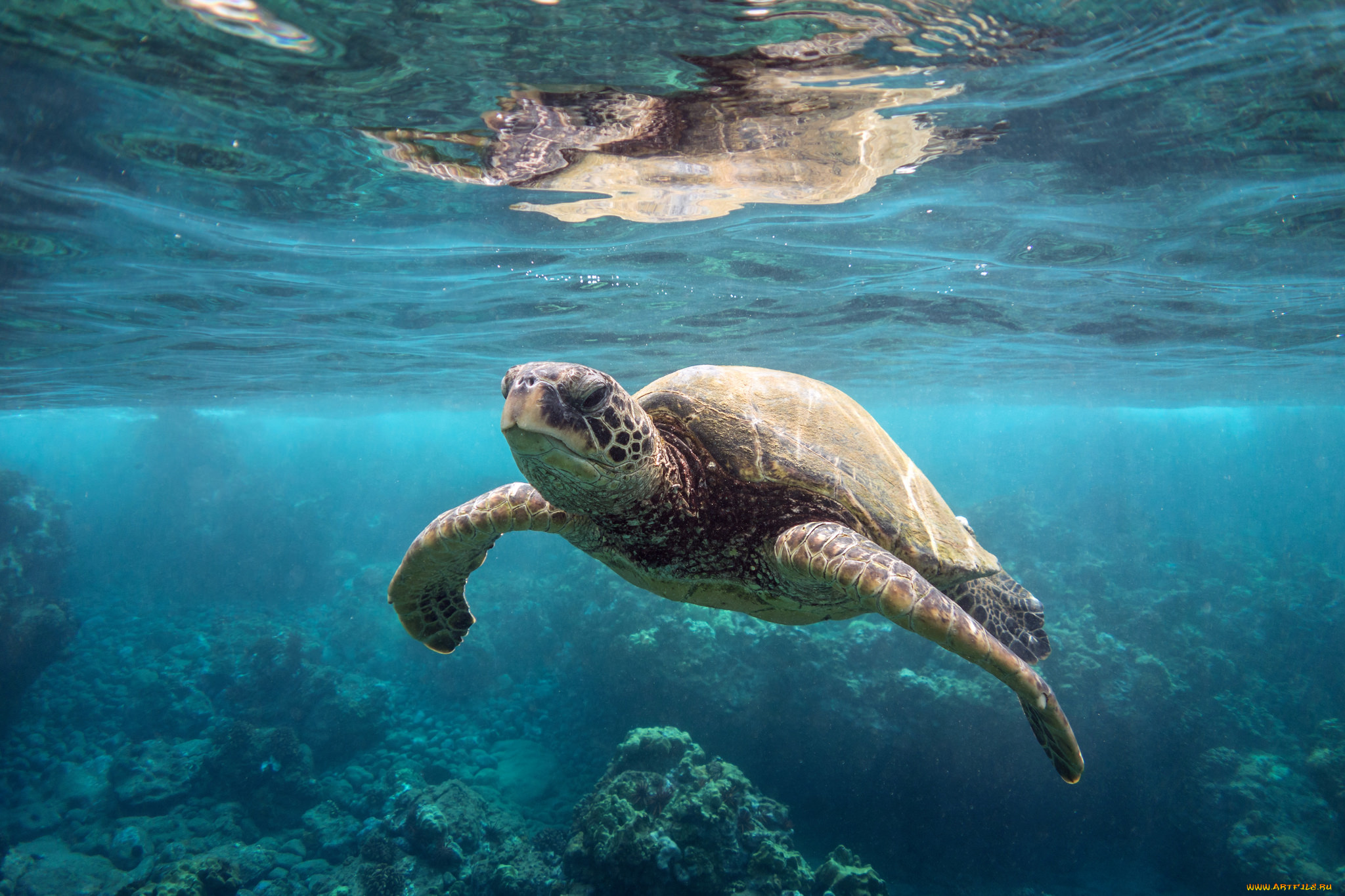 животные, Черепахи, океан, черепаха