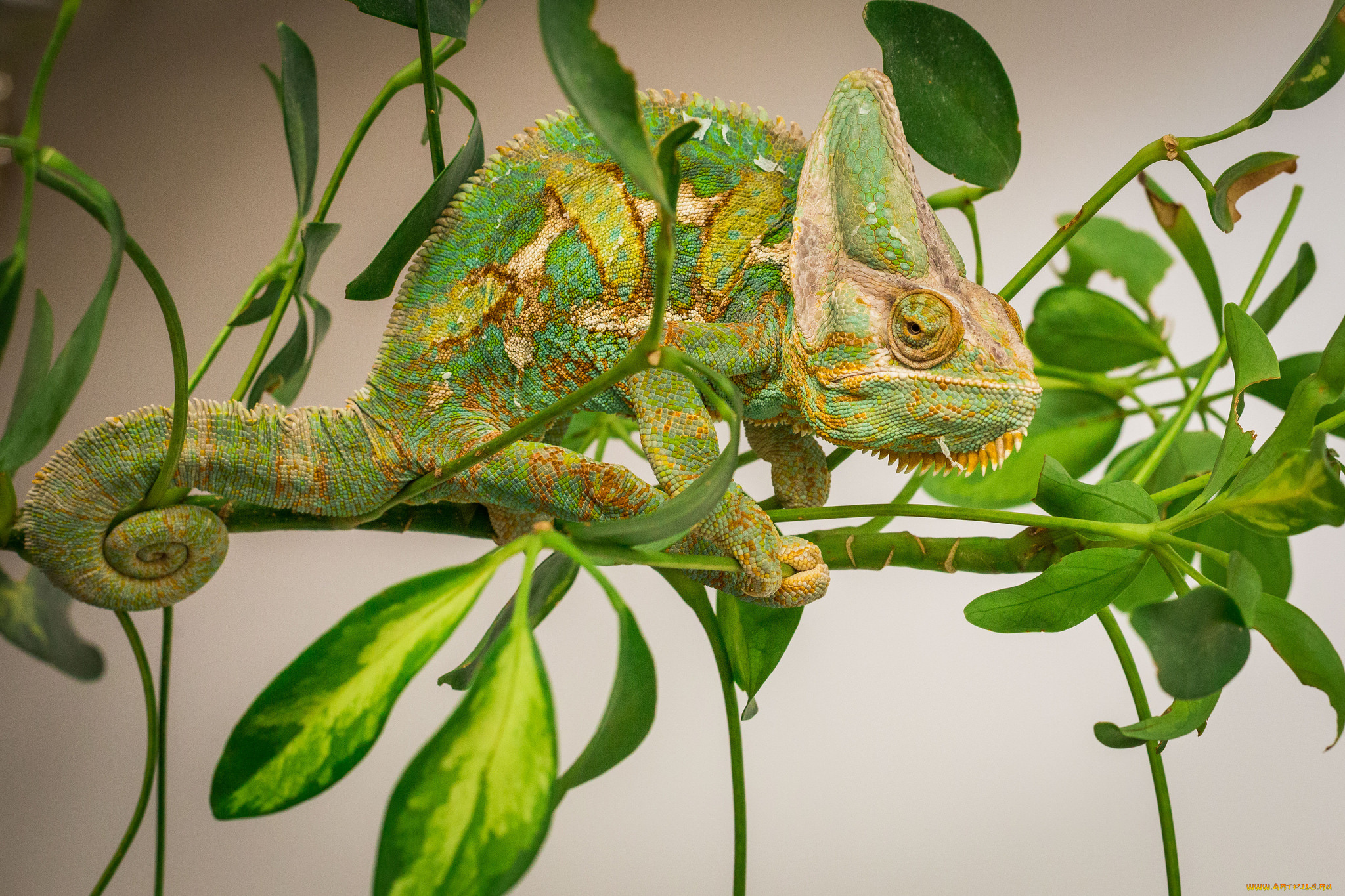 животные, хамелеоны, хамелеон