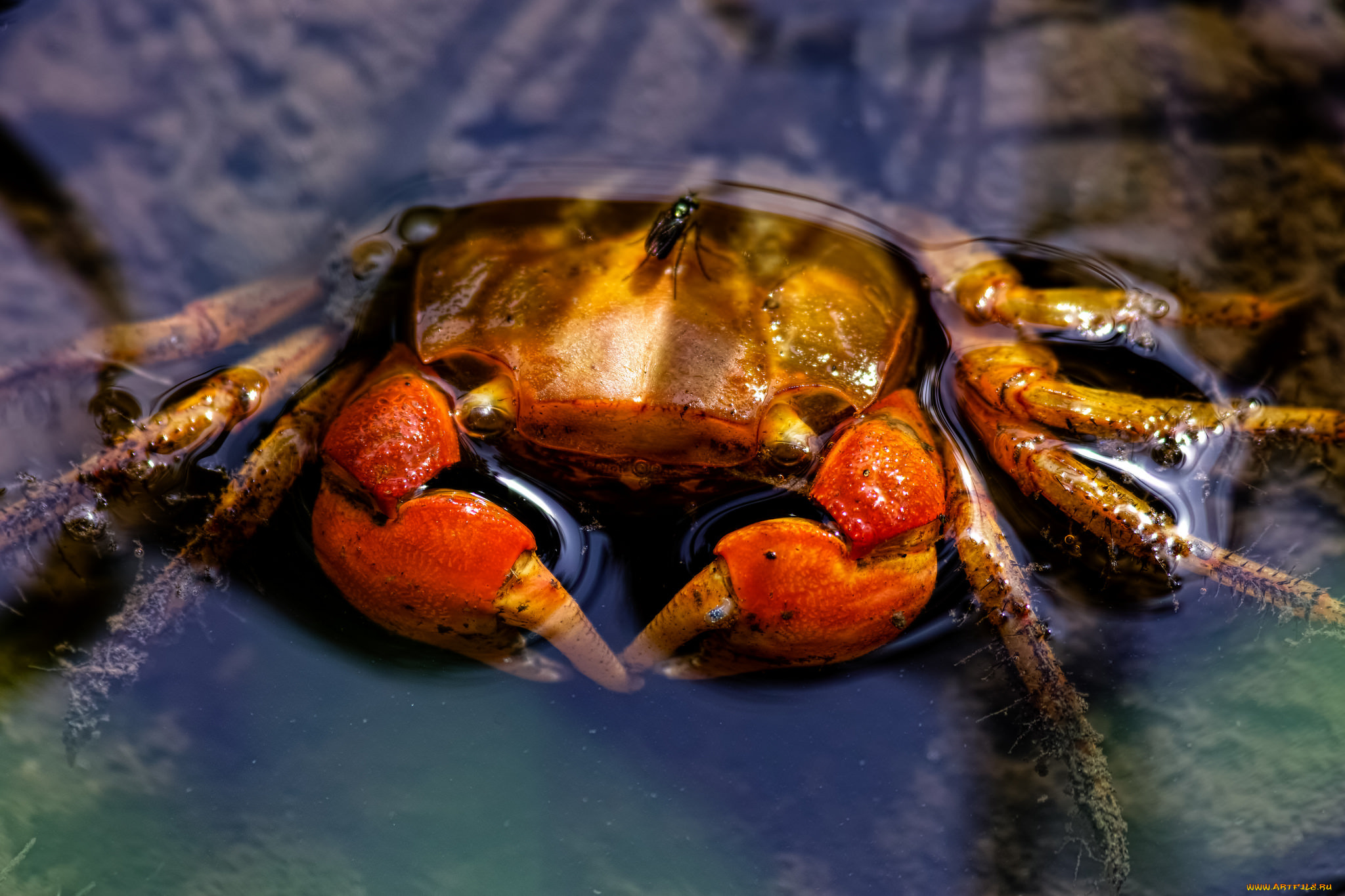 животные, крабы, , раки, краб