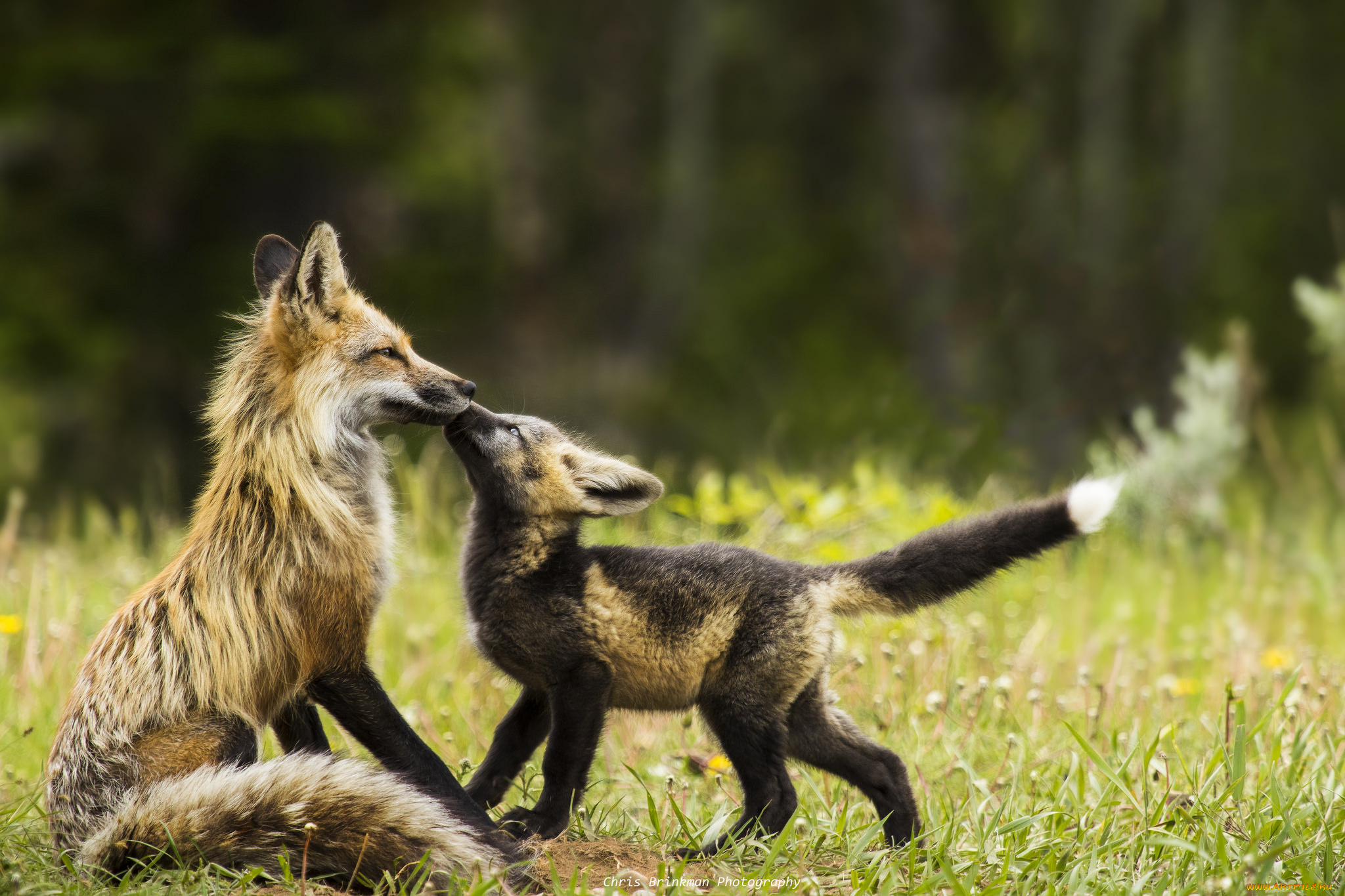 животные, лисы, лисенок, лиса