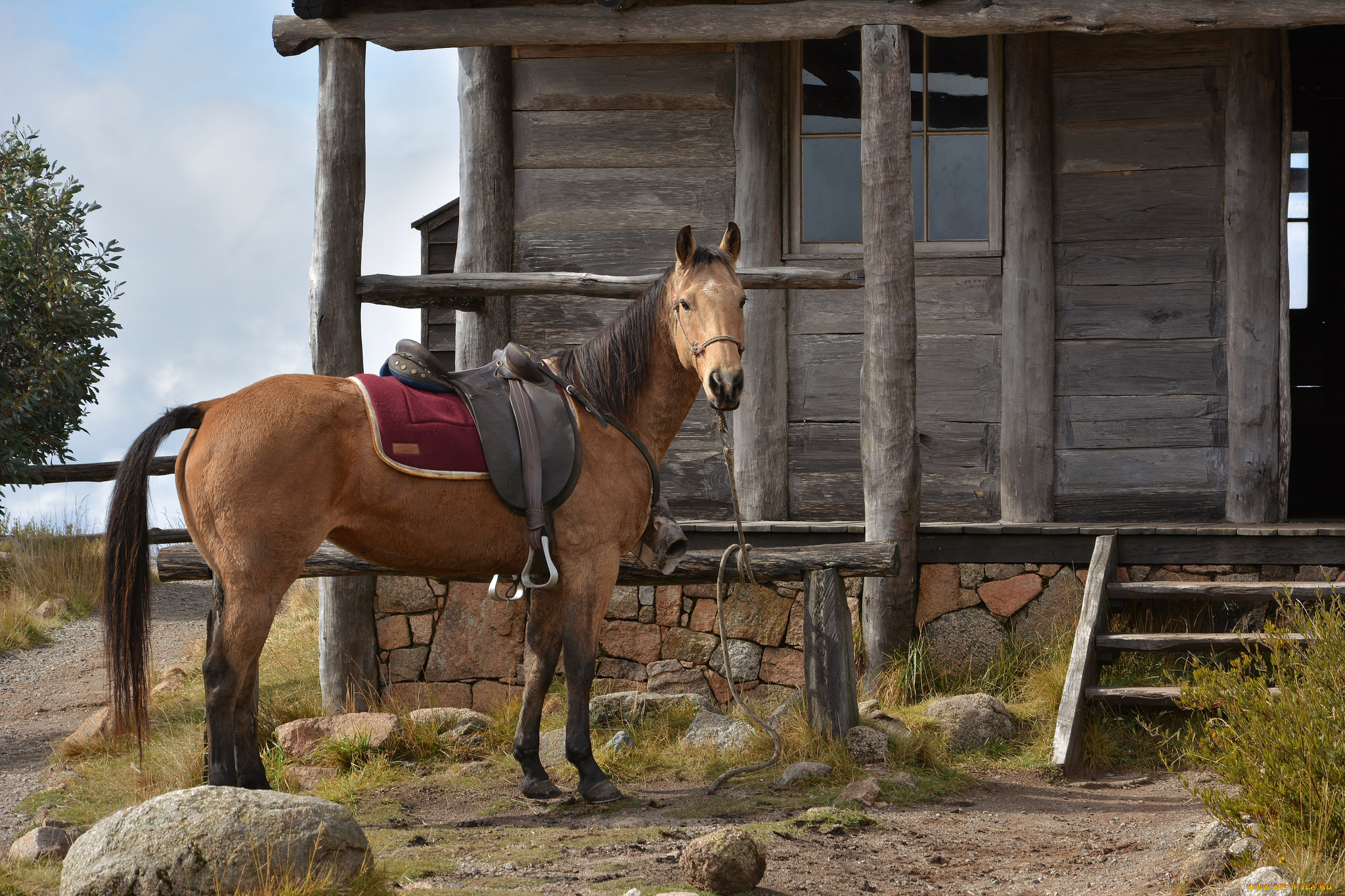 животные, лошади, лошадка