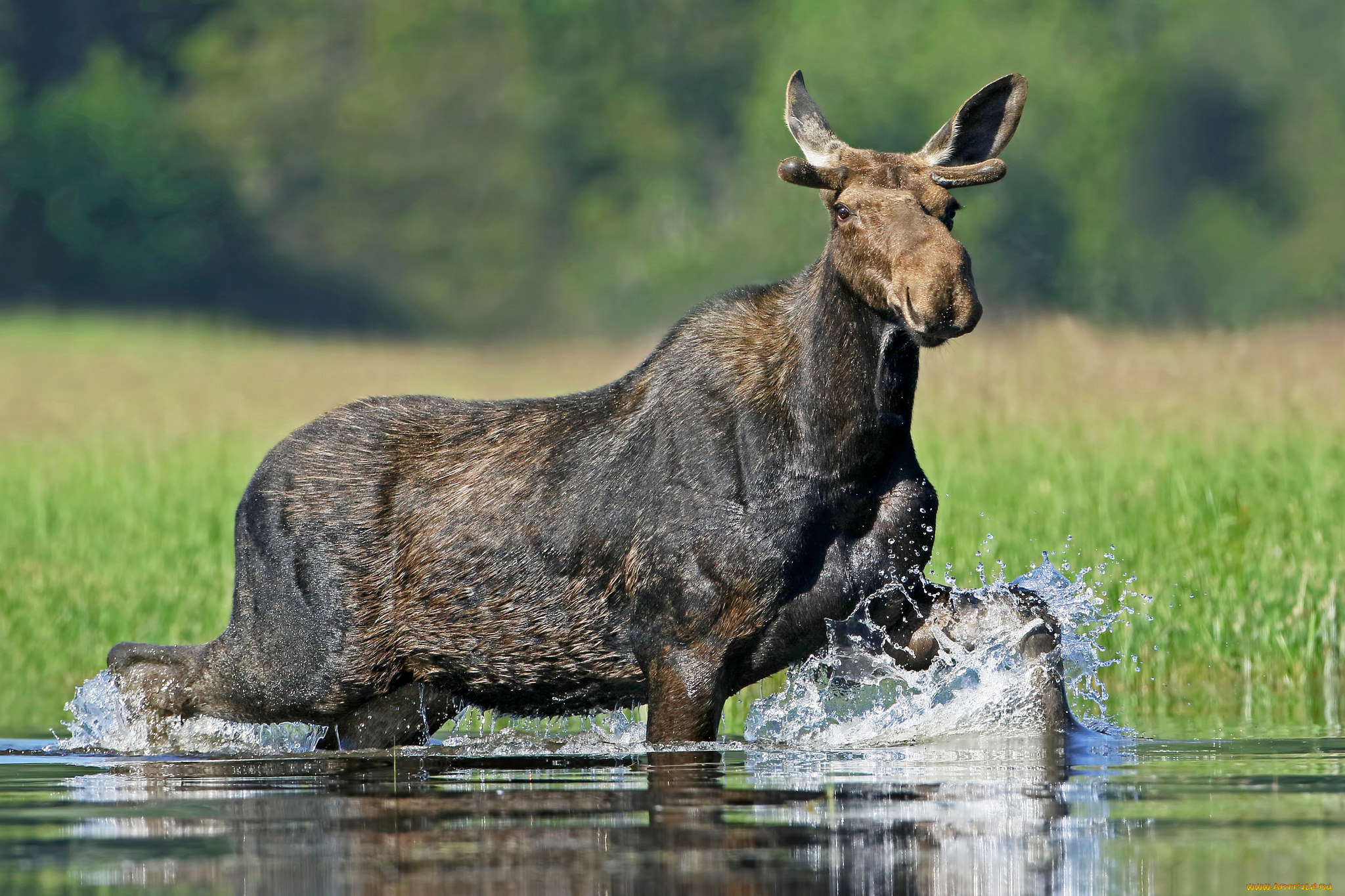 животные, лоси, сохатый