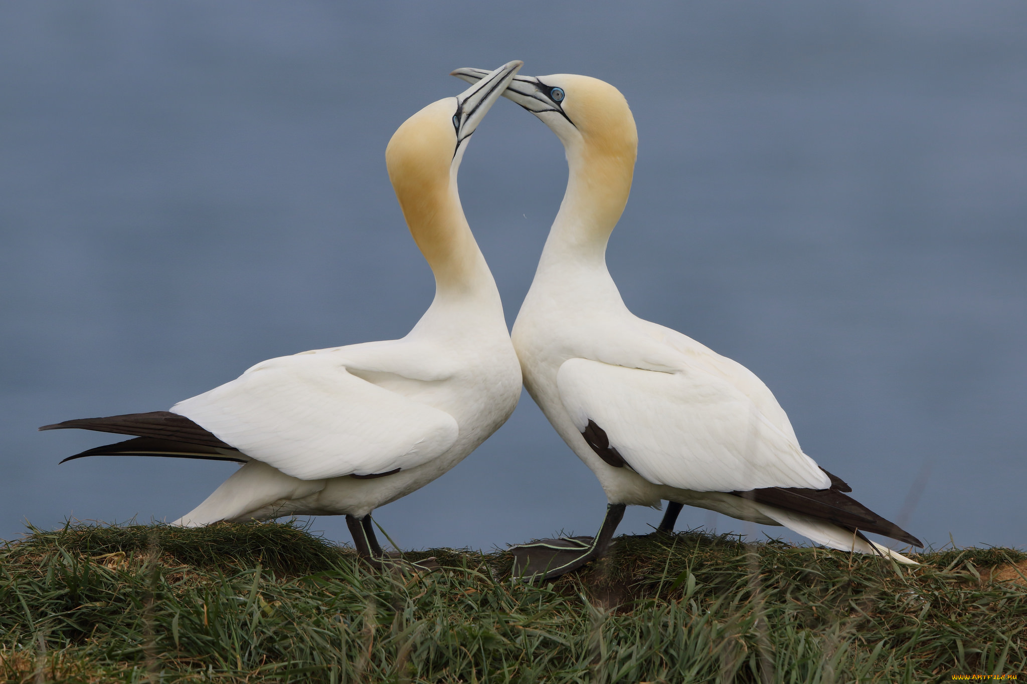 животные, олуши, пара