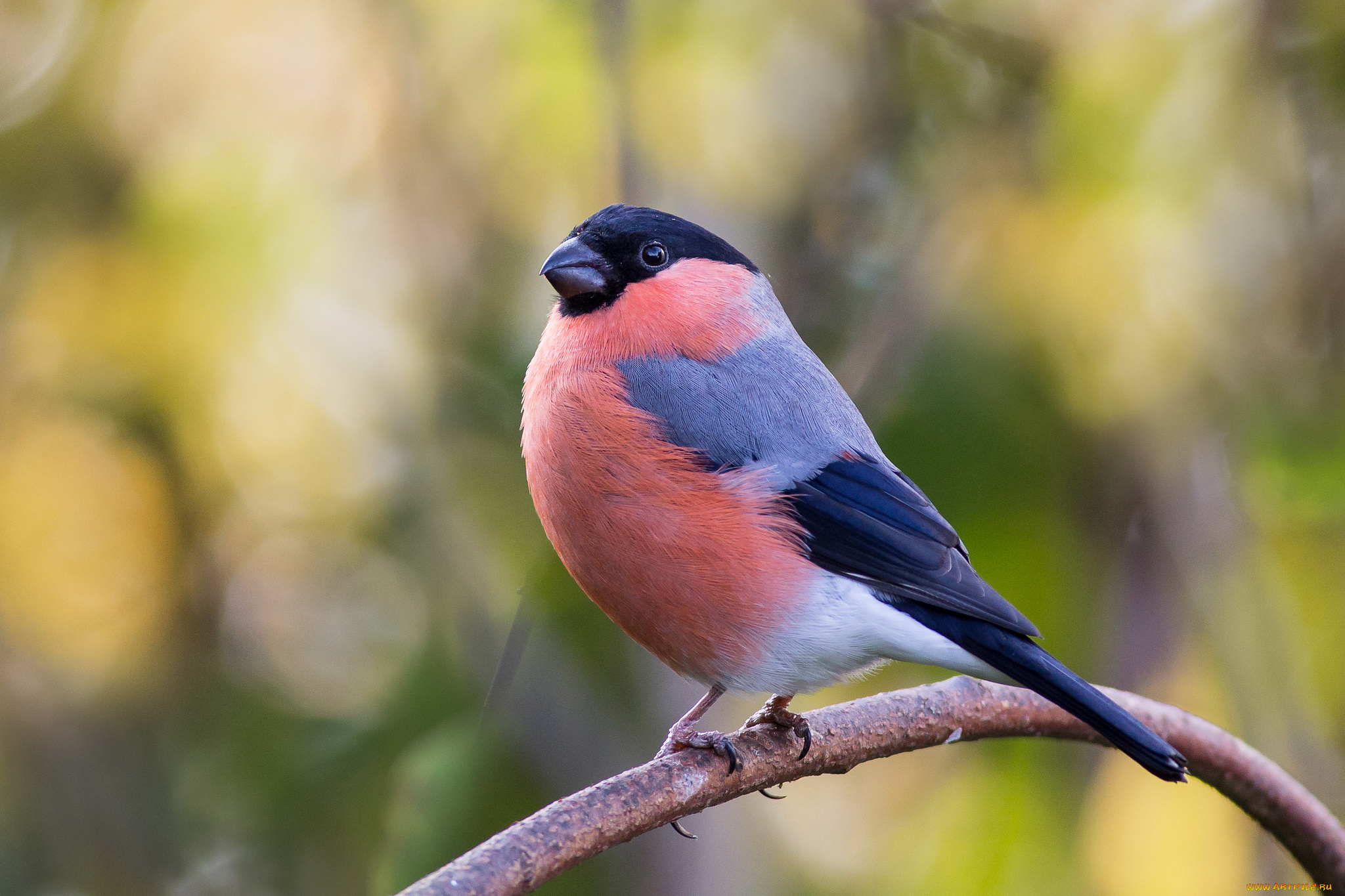 животные, снегири, птичка