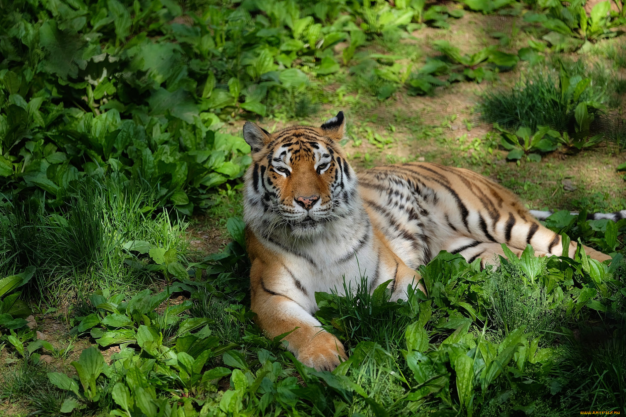 животные, тигры, тигр