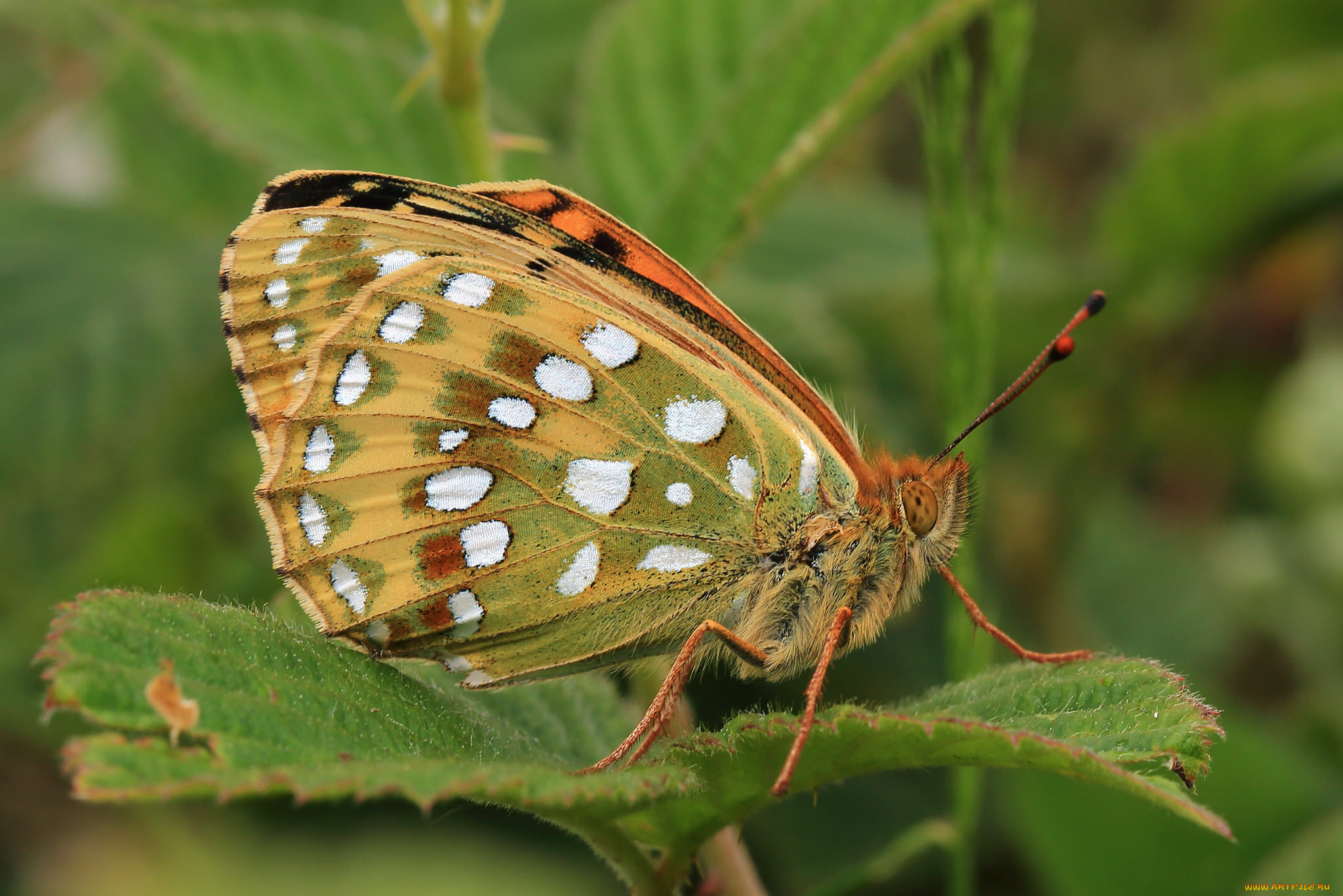 животные, бабочки, , мотыльки, , моли, бабочка