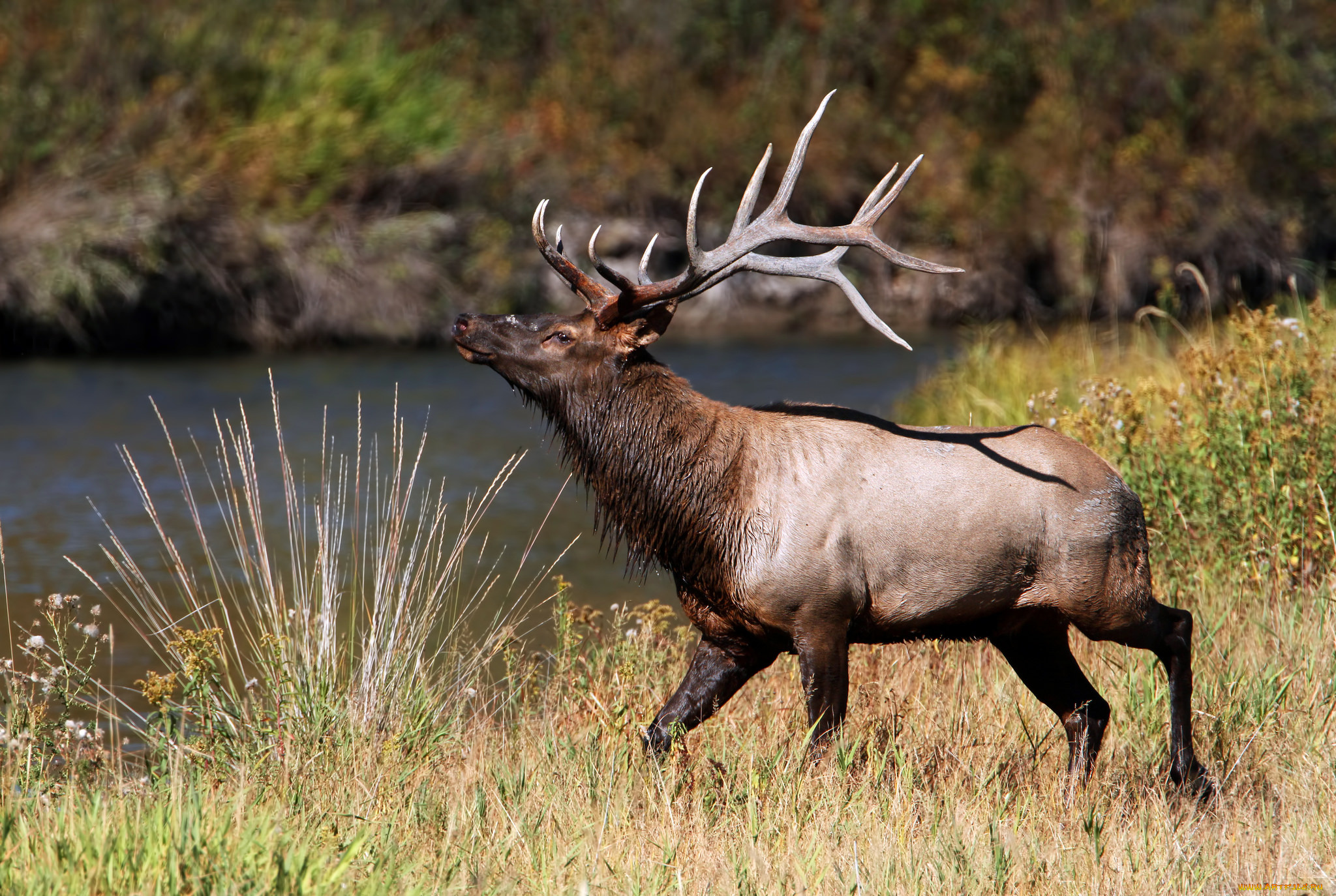 животные, олени, марал