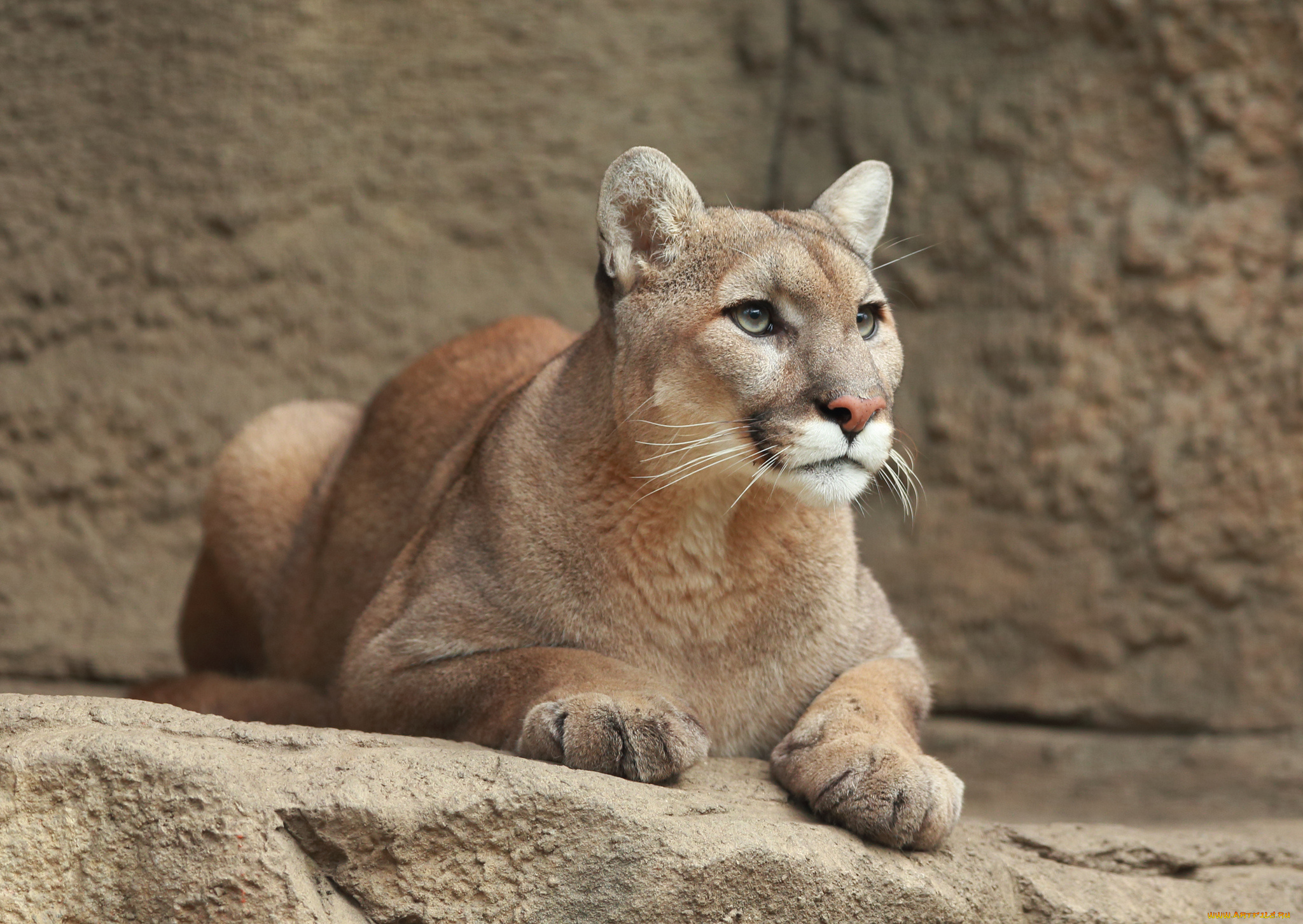 животные, пумы, пума