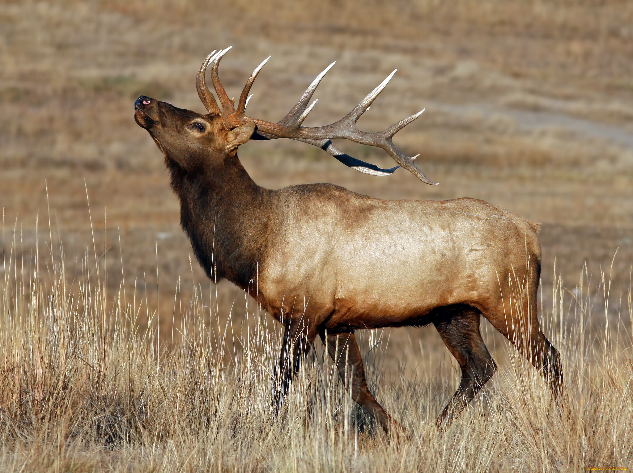 животные, олени, марал
