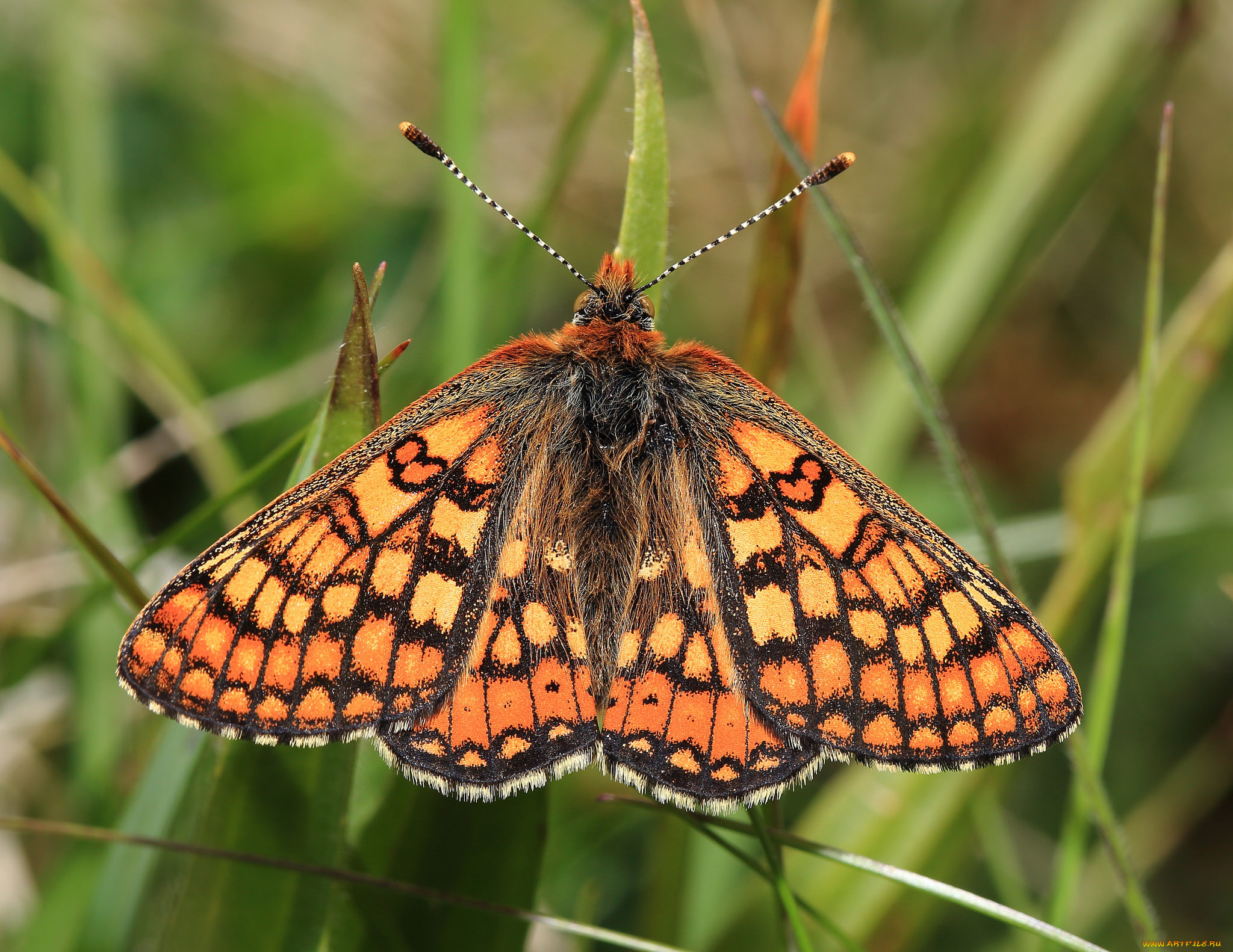 животные, бабочки, , мотыльки, , моли, бабочка
