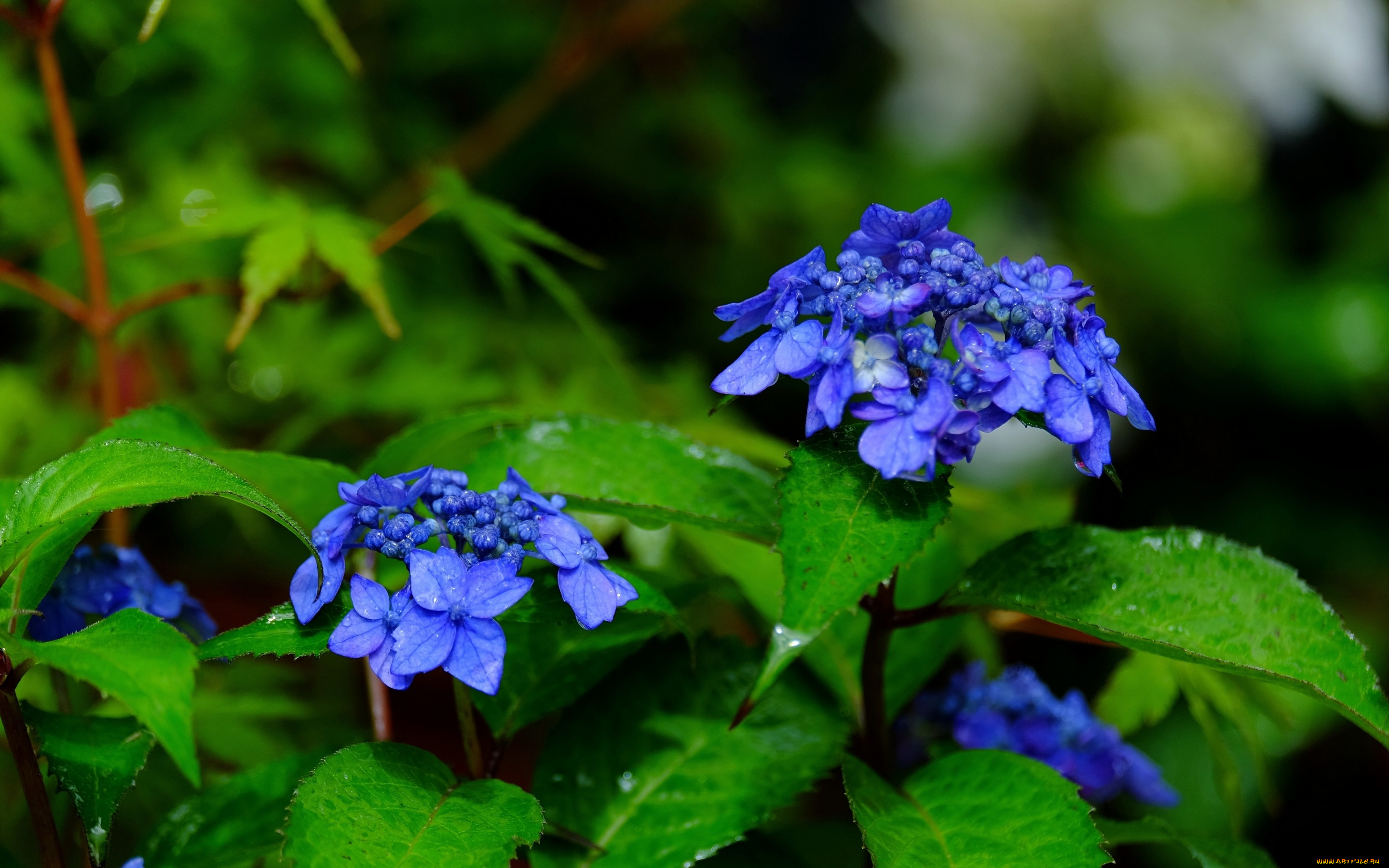 цветы, гортензия, соцветия, листья, макро