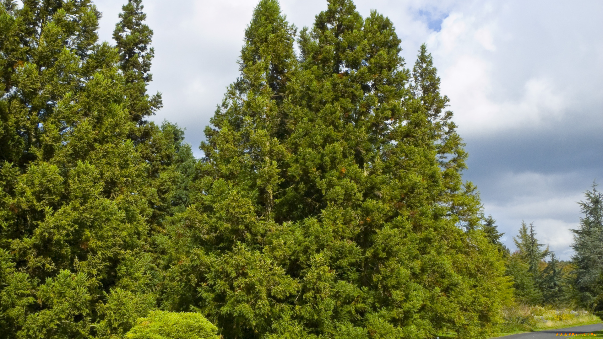 лес, природа, деревья, дорога