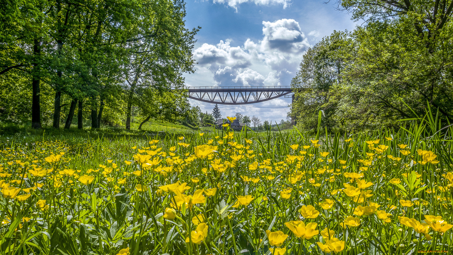 природа, луга, трава, цветы