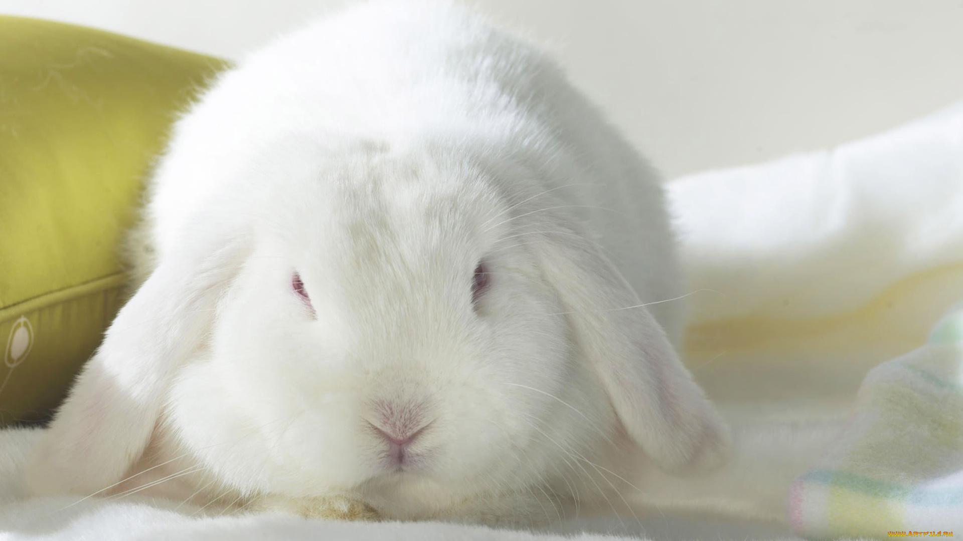 животные, кролики, , зайцы, подушка, белый, кролик