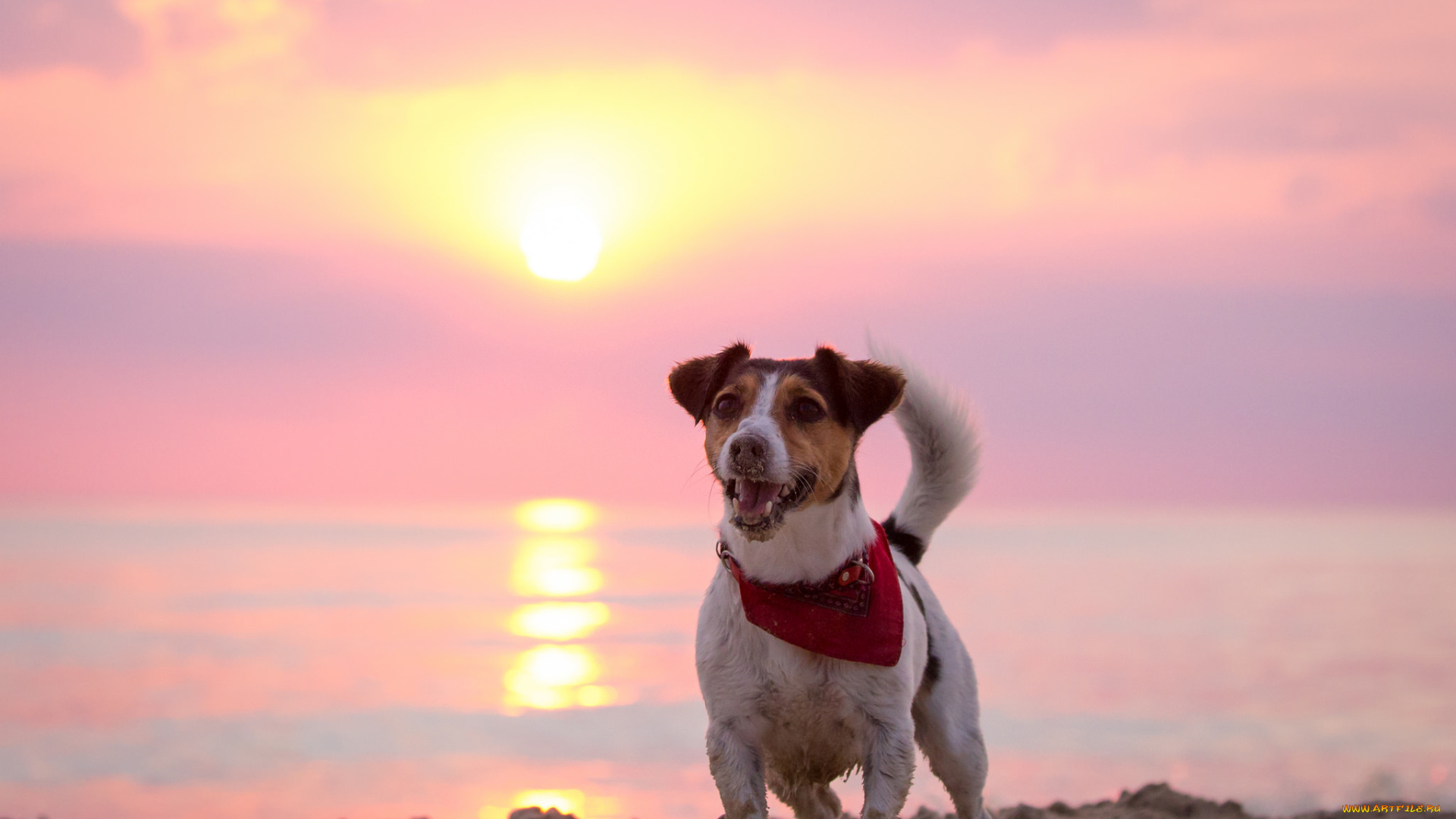животные, собаки, рассвет, друг, собака