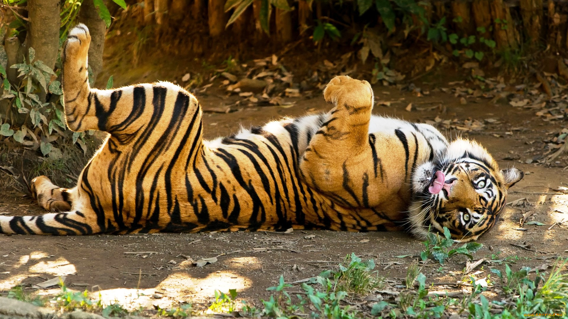 животные, тигры, тигр, листья, деревья, хищник, зверь, рыжий