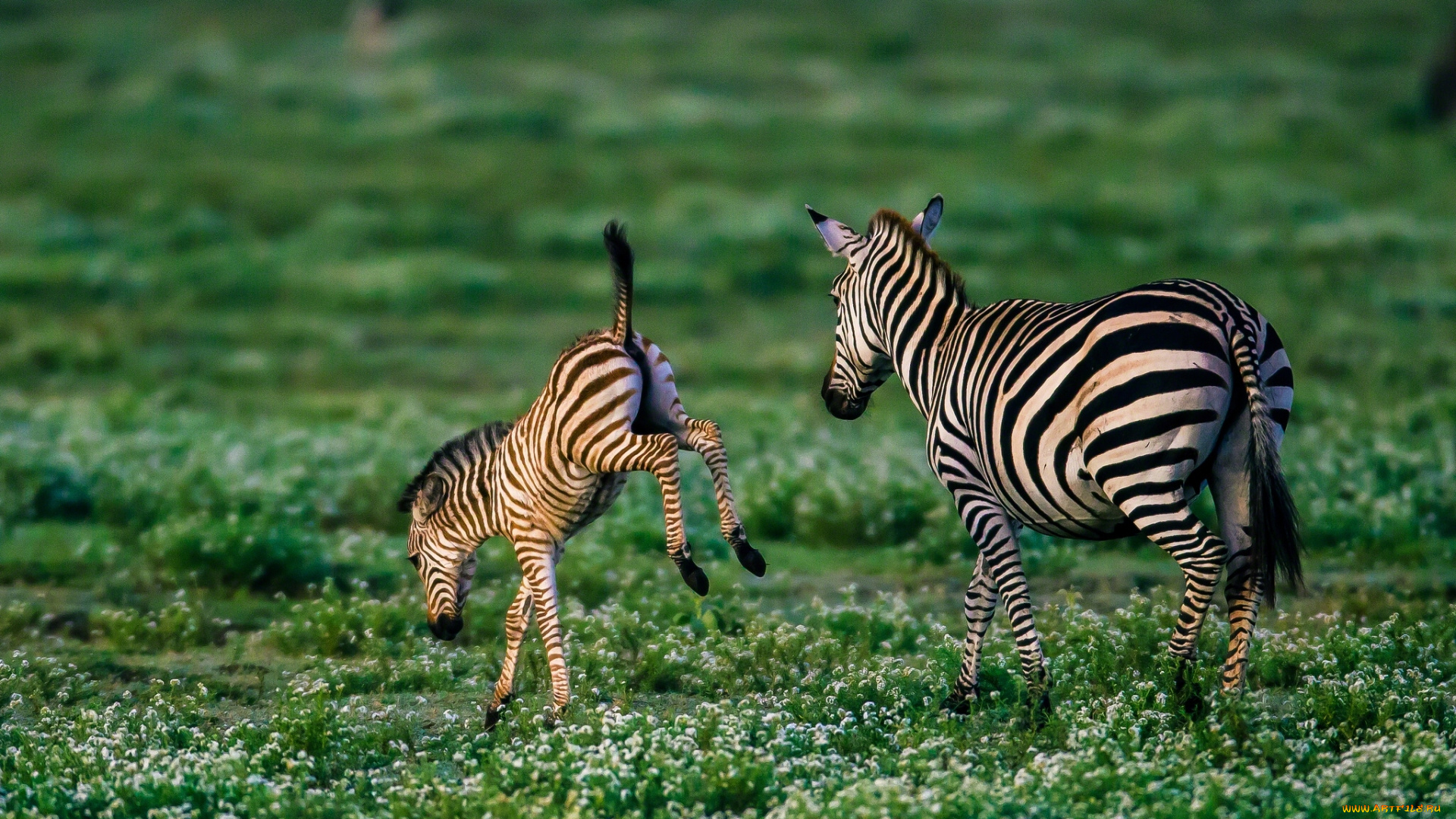животные, зебры, детёныш, жеребёнок