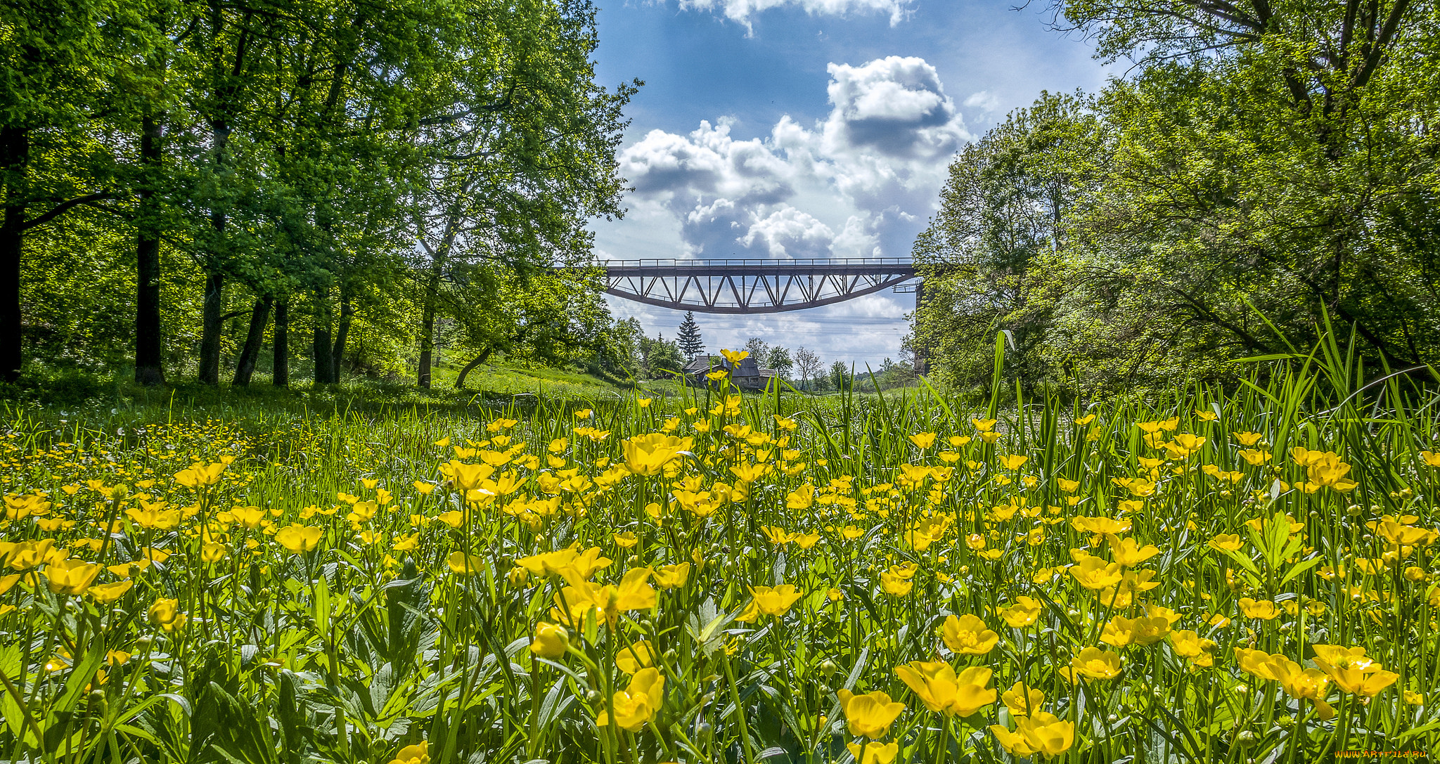 природа, луга, трава, цветы