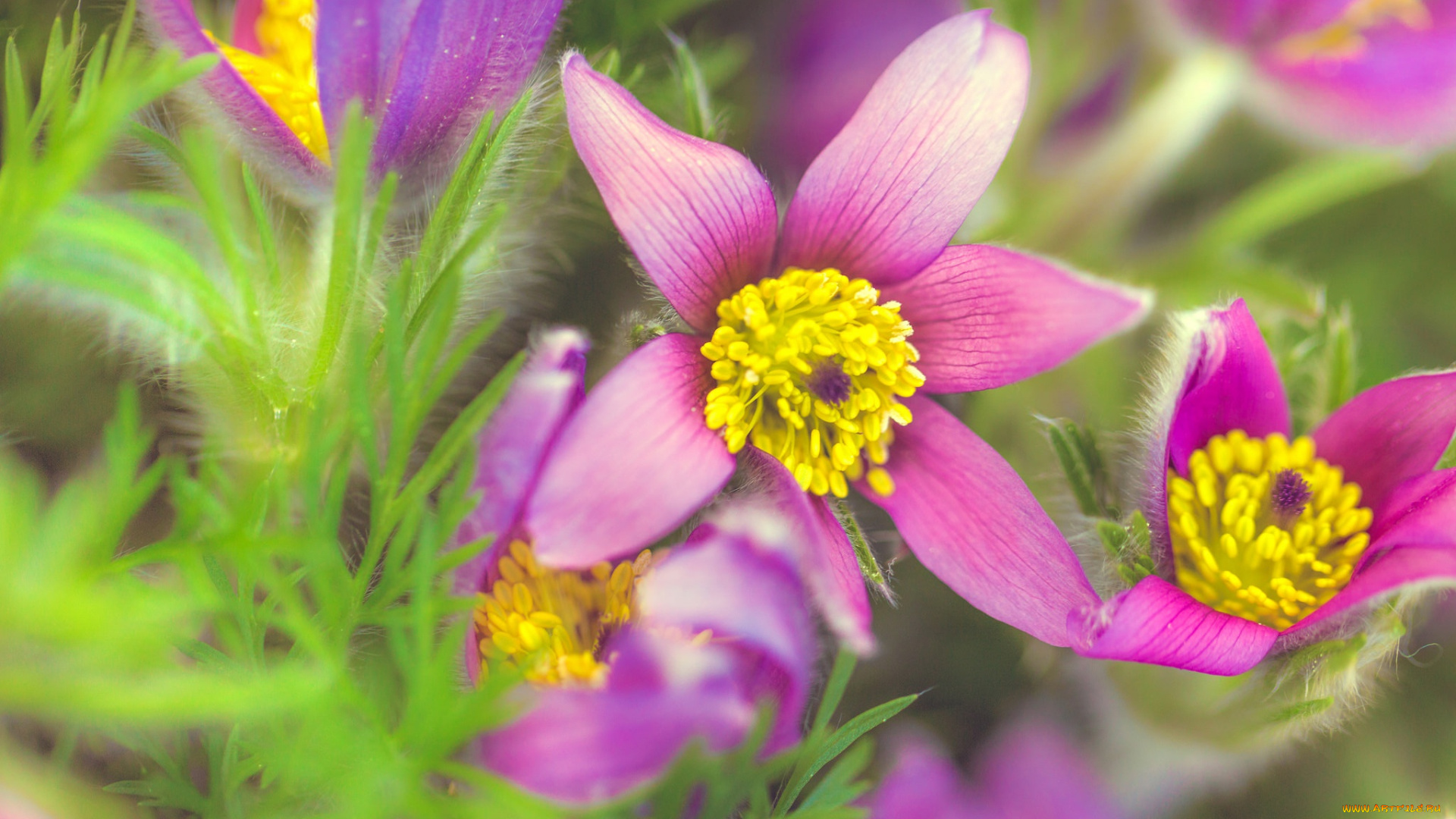 цветы, анемоны, , сон-трава, композиция, трава, зелень, макро