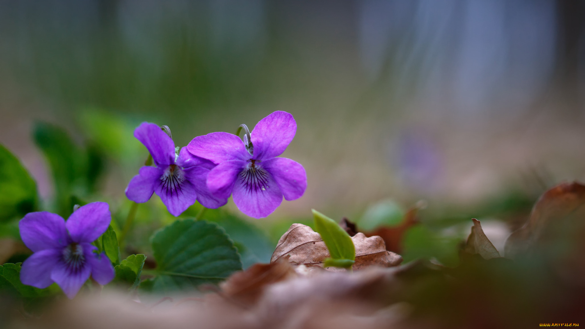 цветы, фиалки, фиалка, цветение, цвет, лес