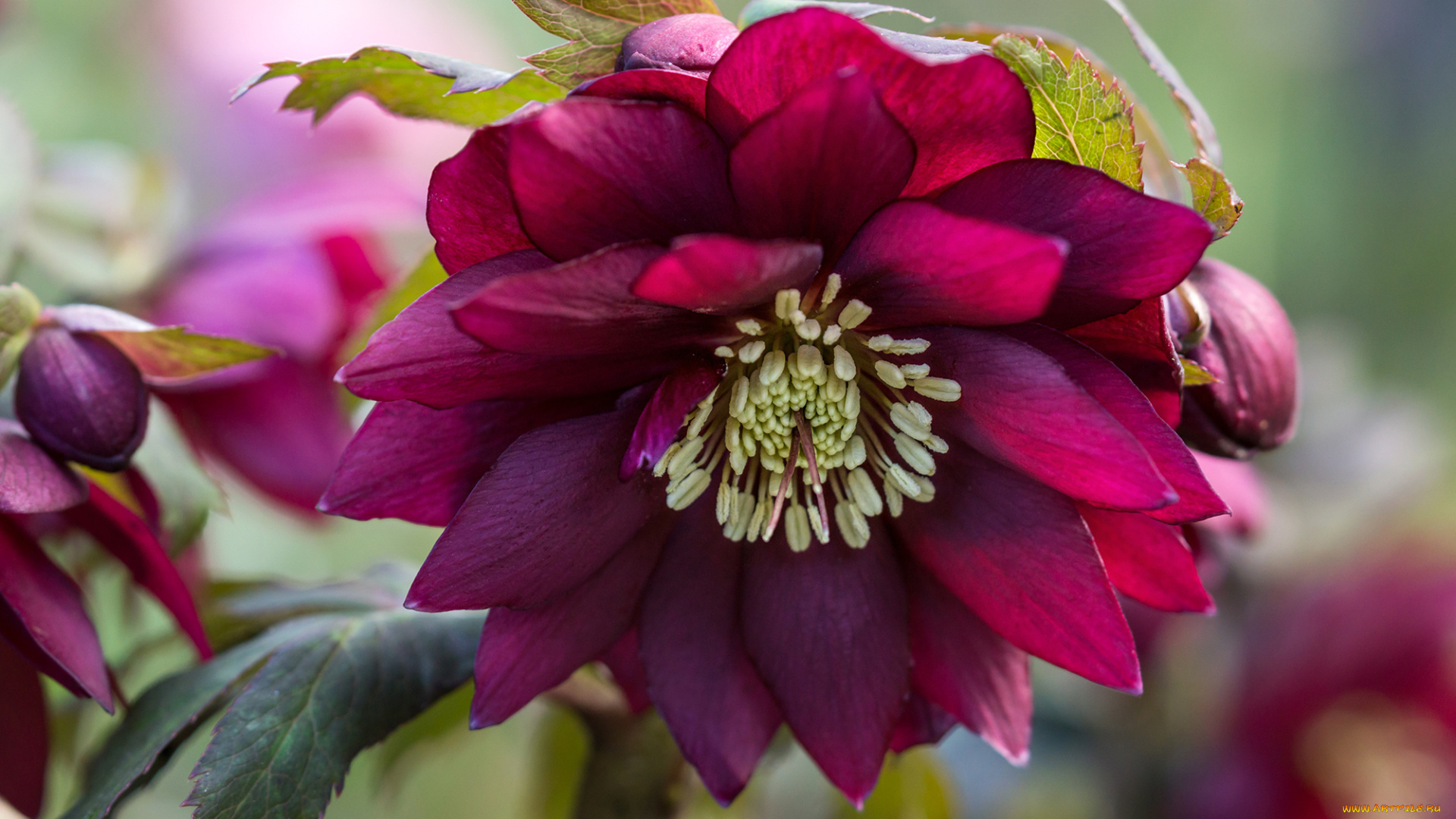 цветы, геллеборус, , морозник, цвет, цветение