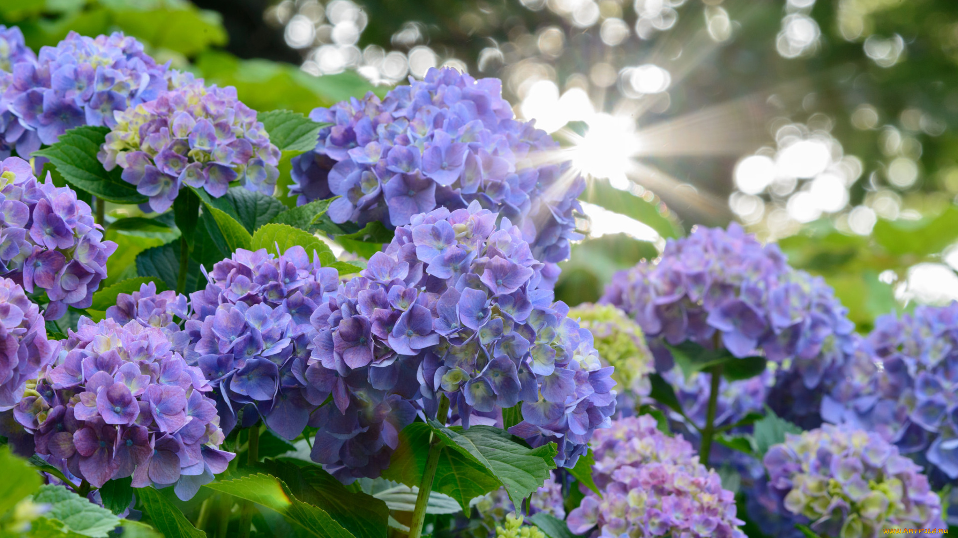 цветы, гортензия, цвет, лепестки, цветение