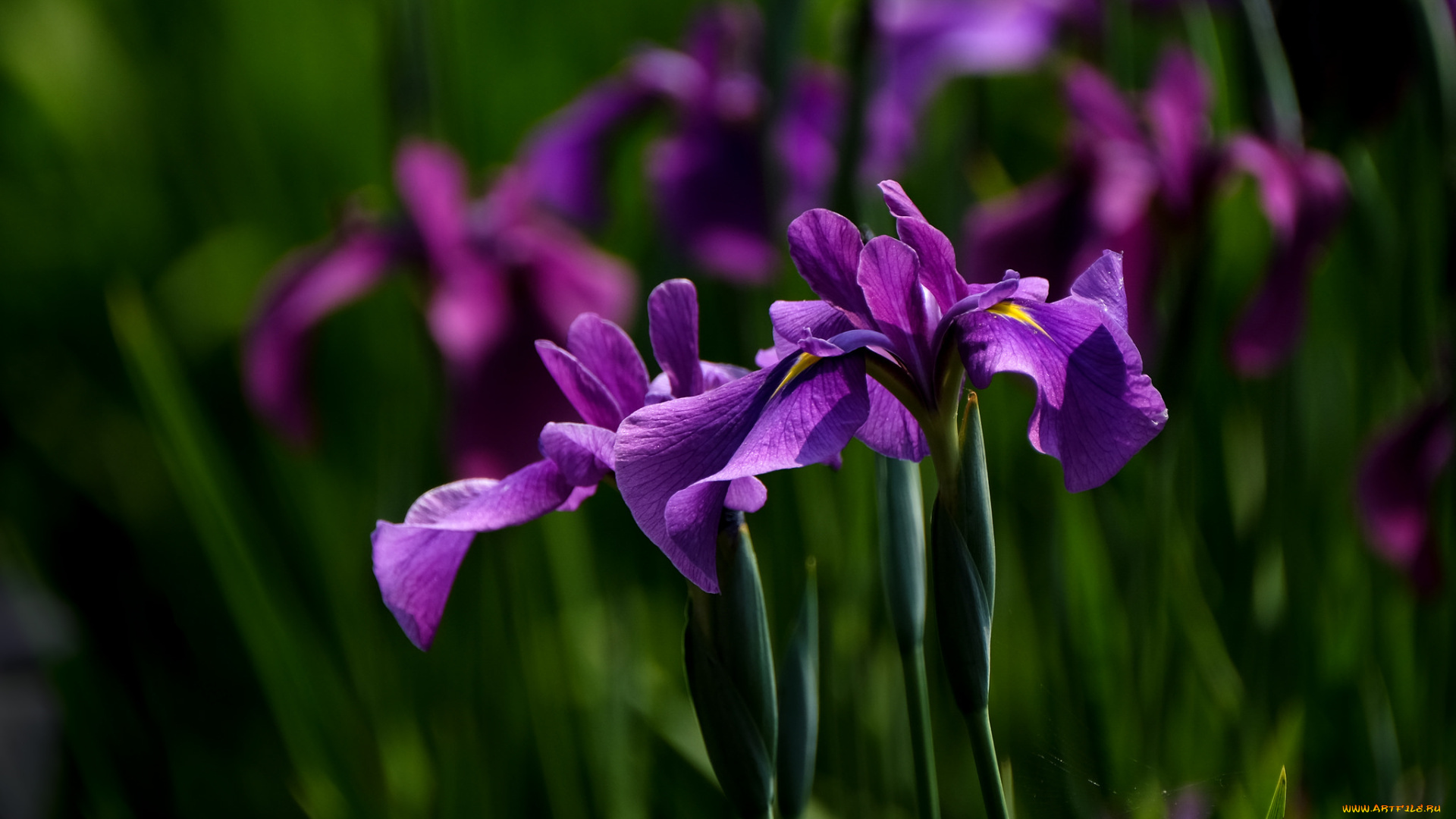 цветы, ирисы, цвет, лепестки, цветение, ирис