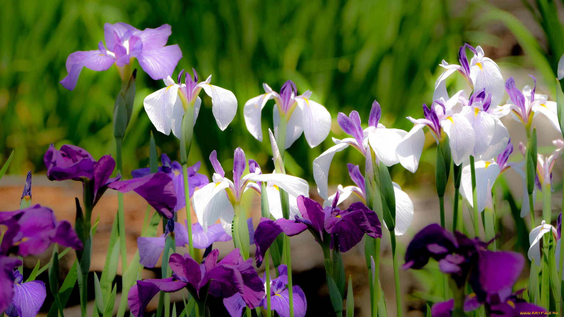 цветы, ирисы, цвет, лепестки, цветение, ирис