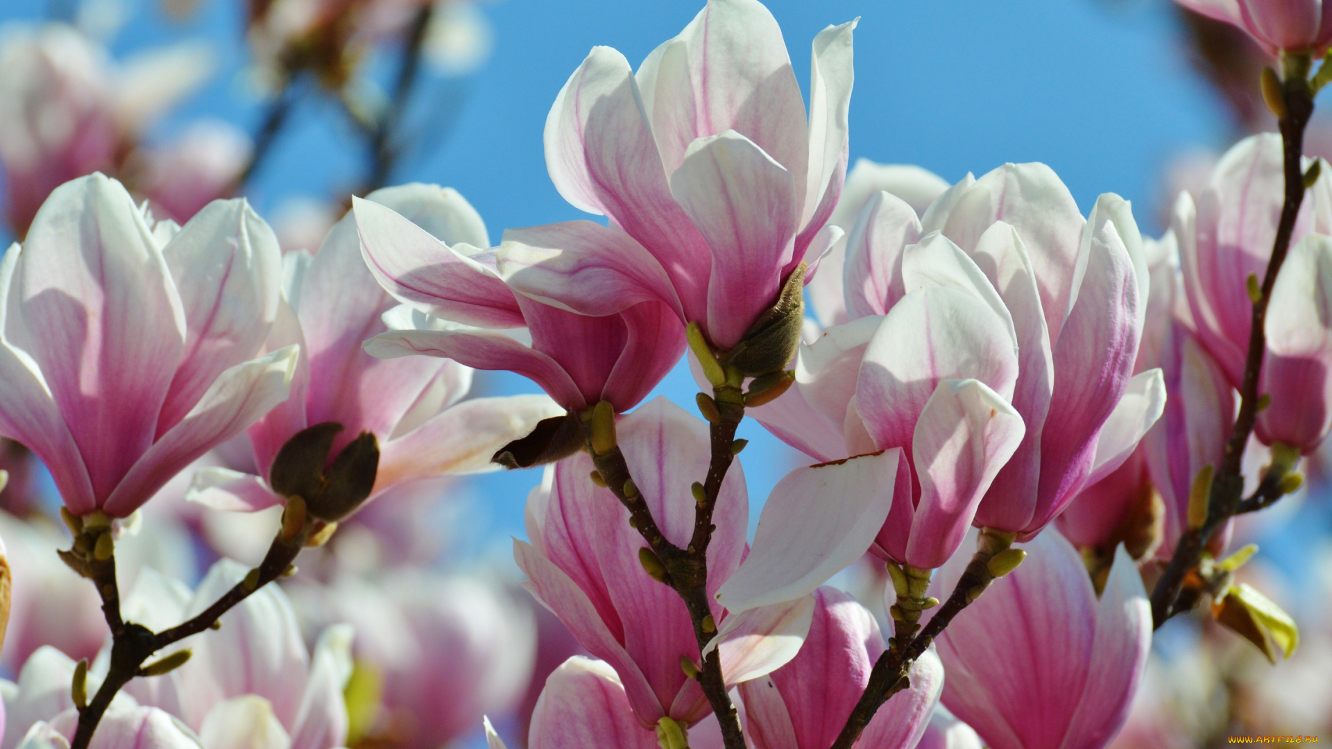 цветы, магнолии, бутоны, ветки, небо, весна, куст, цветение, буйное, лепестки, дерево, кустарник, магнолия, цветки, красота