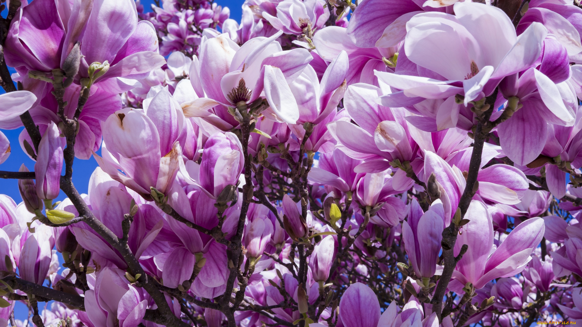 цветы, магнолии, весна, лепестки, море, цветов, кустарник, природа, магнолия, много, цветки, бутоны, ветки, куст, цветение, буйное, обилие, нежные, дерево, флора, сиреневые, красота