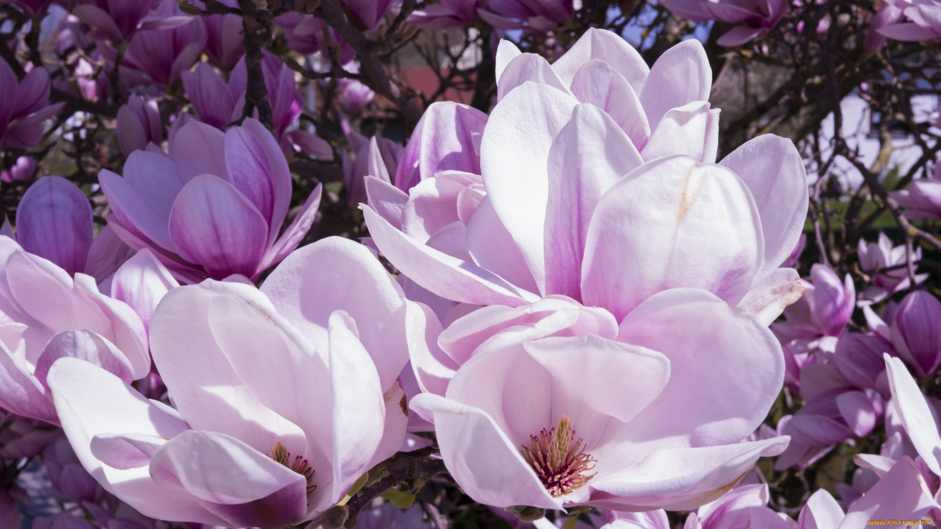 цветы, магнолии, весна, лепестки, природа, магнолия, много, цветки, бутоны, ветки, цветение, буйное, обилие, нежные, флора, сиреневые, красота