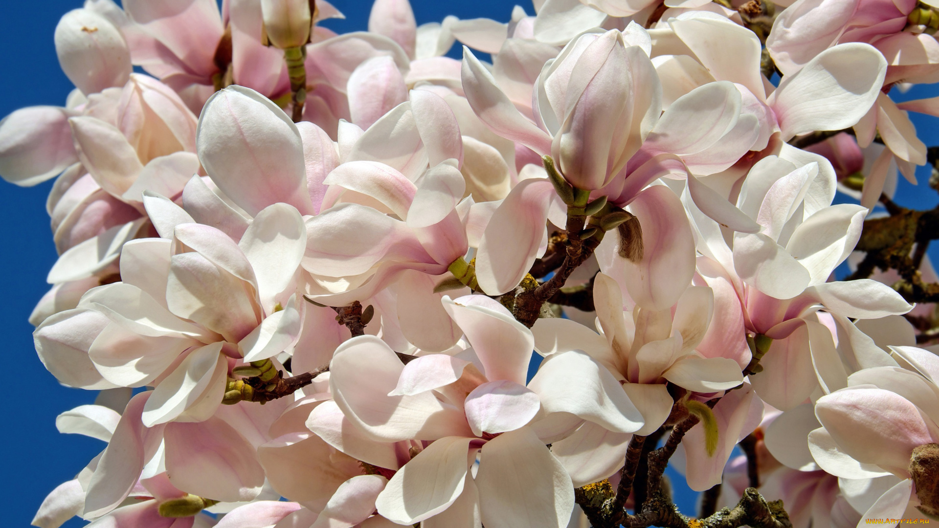 цветы, магнолии, весна, небо, голубое, лепестки, белые, кустарник, магнолия, много, цветки, бутоны, ветки, куст, цветение, буйное, дерево, флора, красота