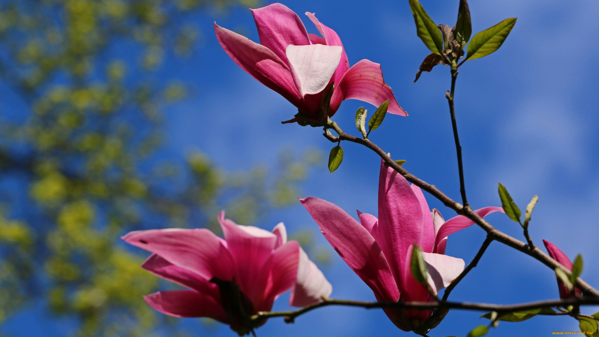 цветы, магнолии, весна, розовые, небо, трио, голубое, лепестки, синева, кустарник, природа, магнолия, цветки, бутоны, ветки, куст, цветение, дерево, флора, красота