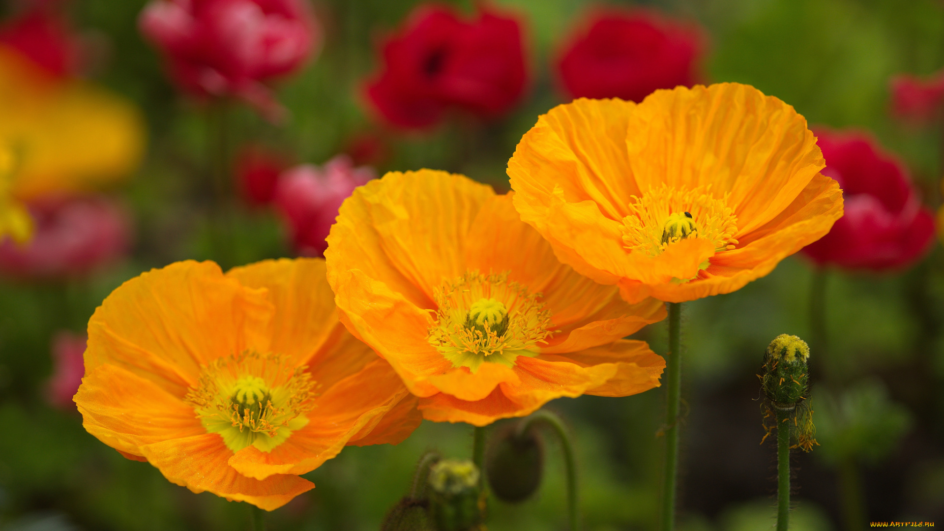 цветы, маки, цвет, лепестки, цветение, мак