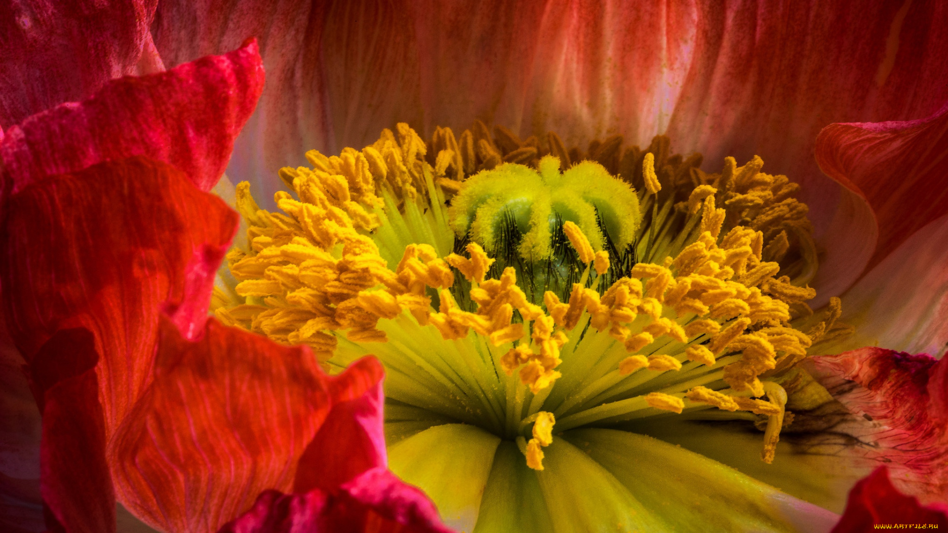 цветы, маки, пестик, крупный, план, мак, внутри, цветка, тычинки, цветок, макро, красный