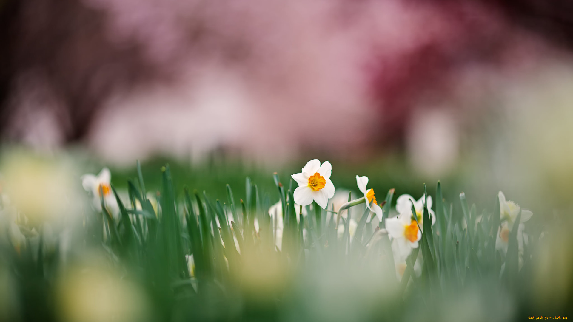 цветы, нарциссы, цветение, лепестки, весна